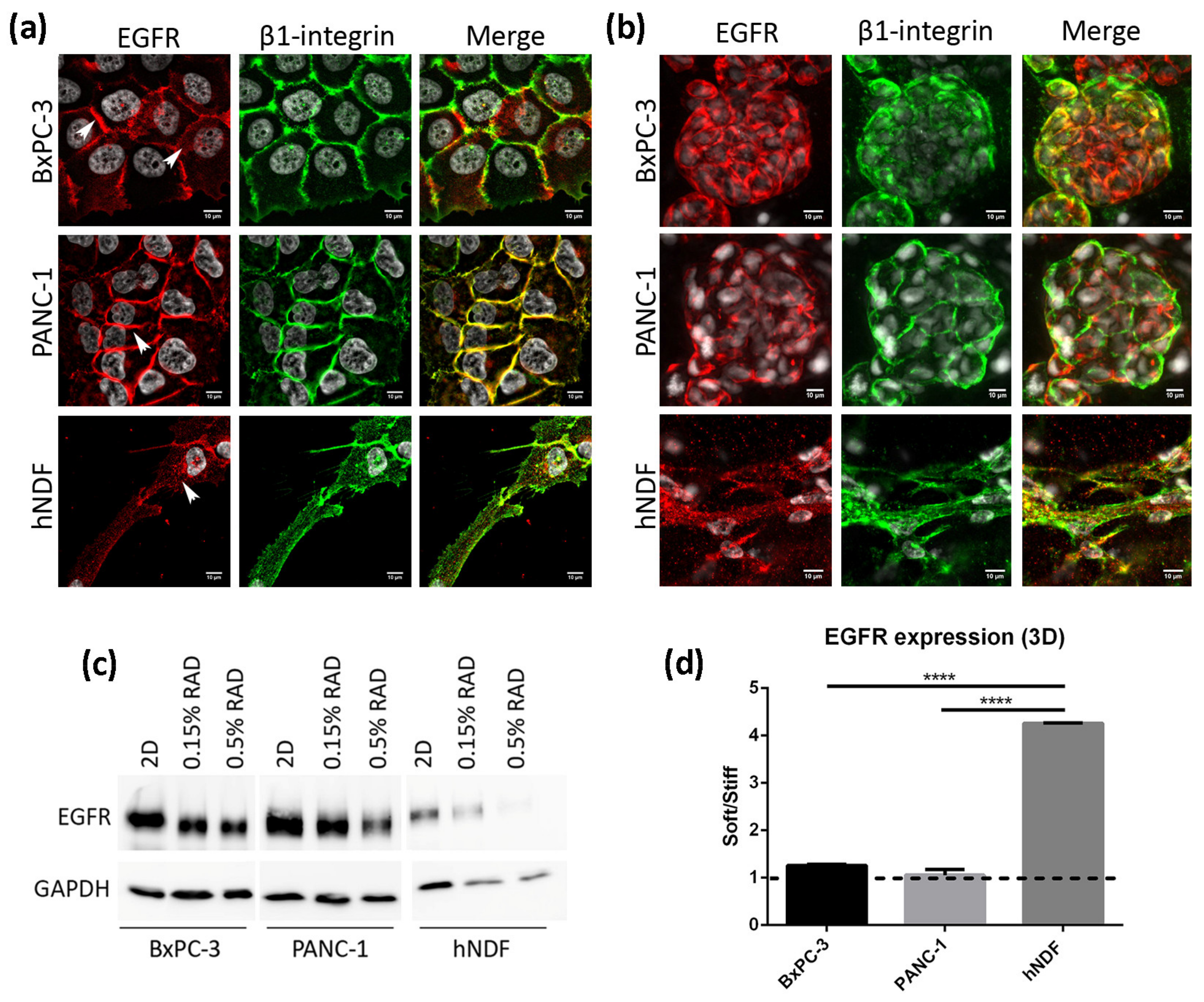 Cancers 13 04504 g002
