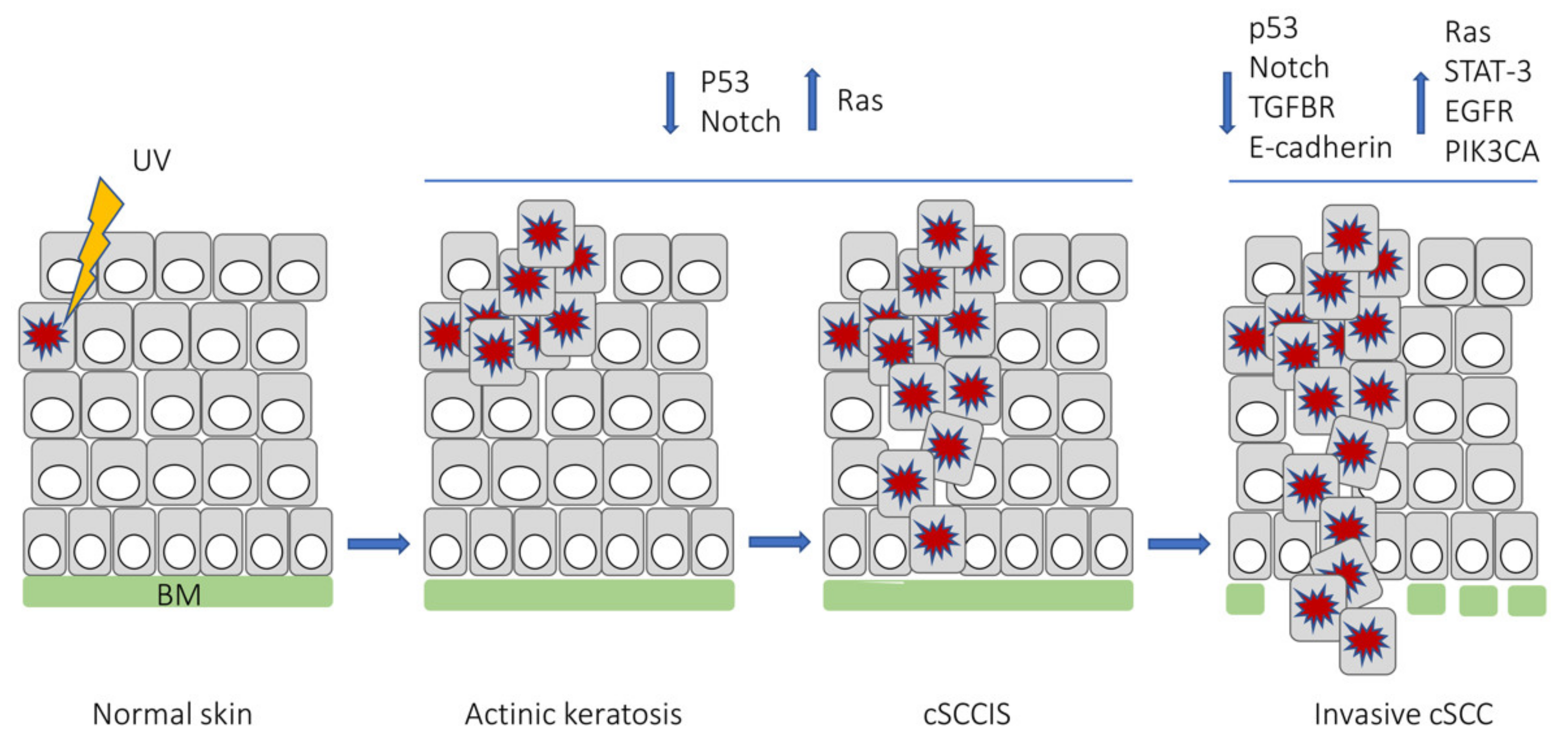 Cancers 13 04507 g001 Cancers 13 04507 g001