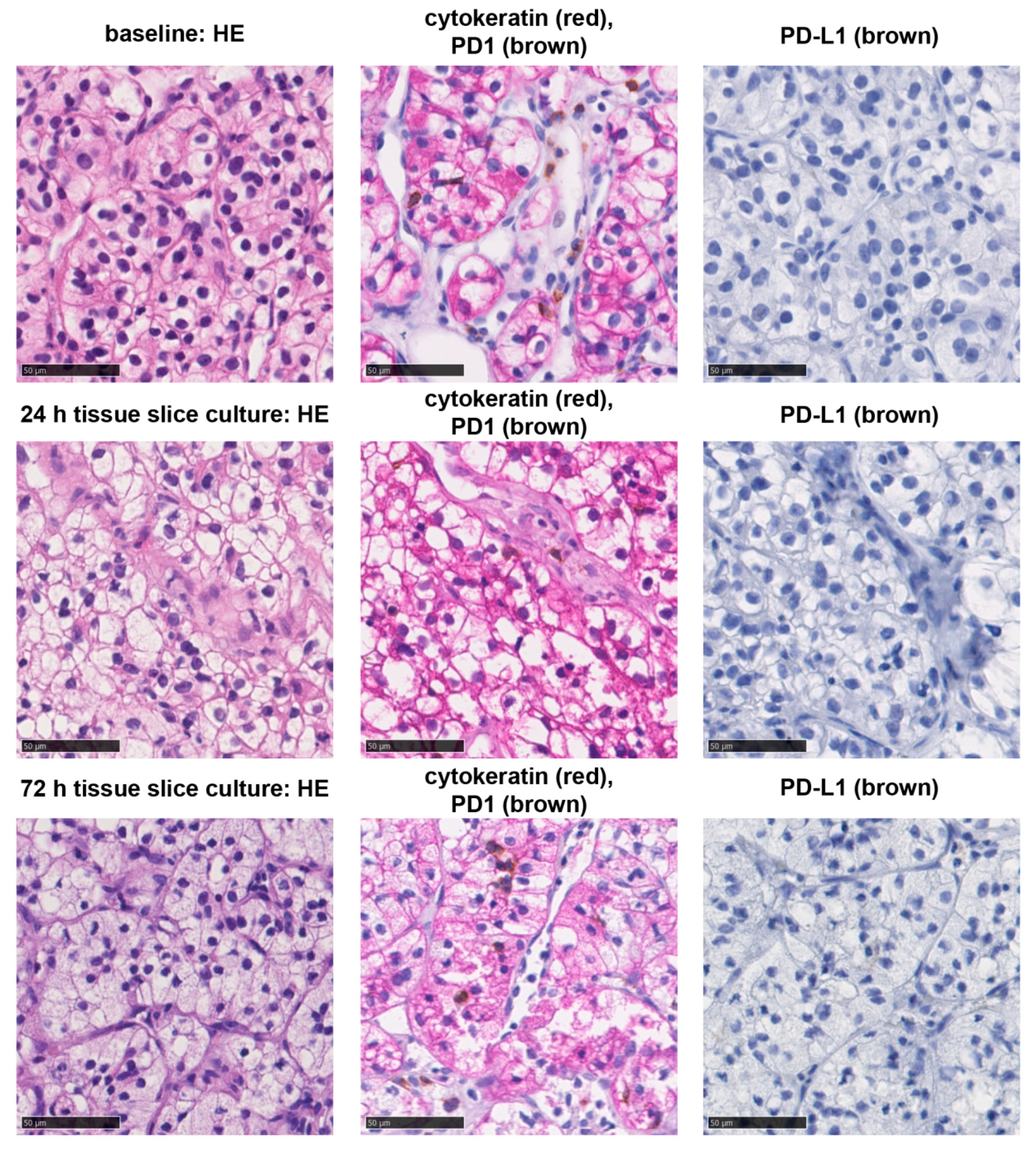 Cancers 13 04511 g002 550