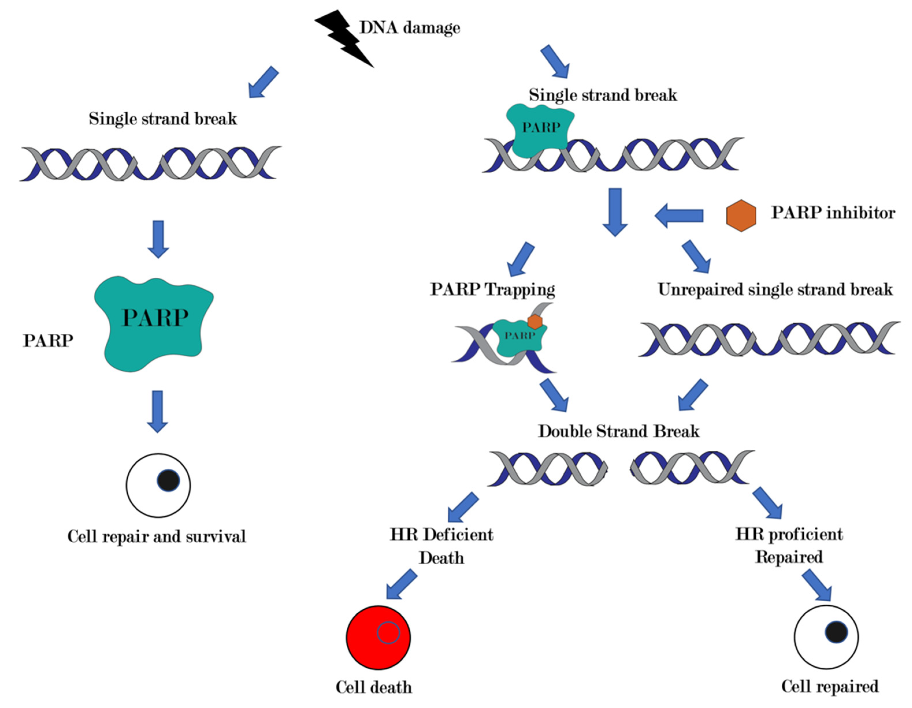 Cancers 13 04520 g001 550