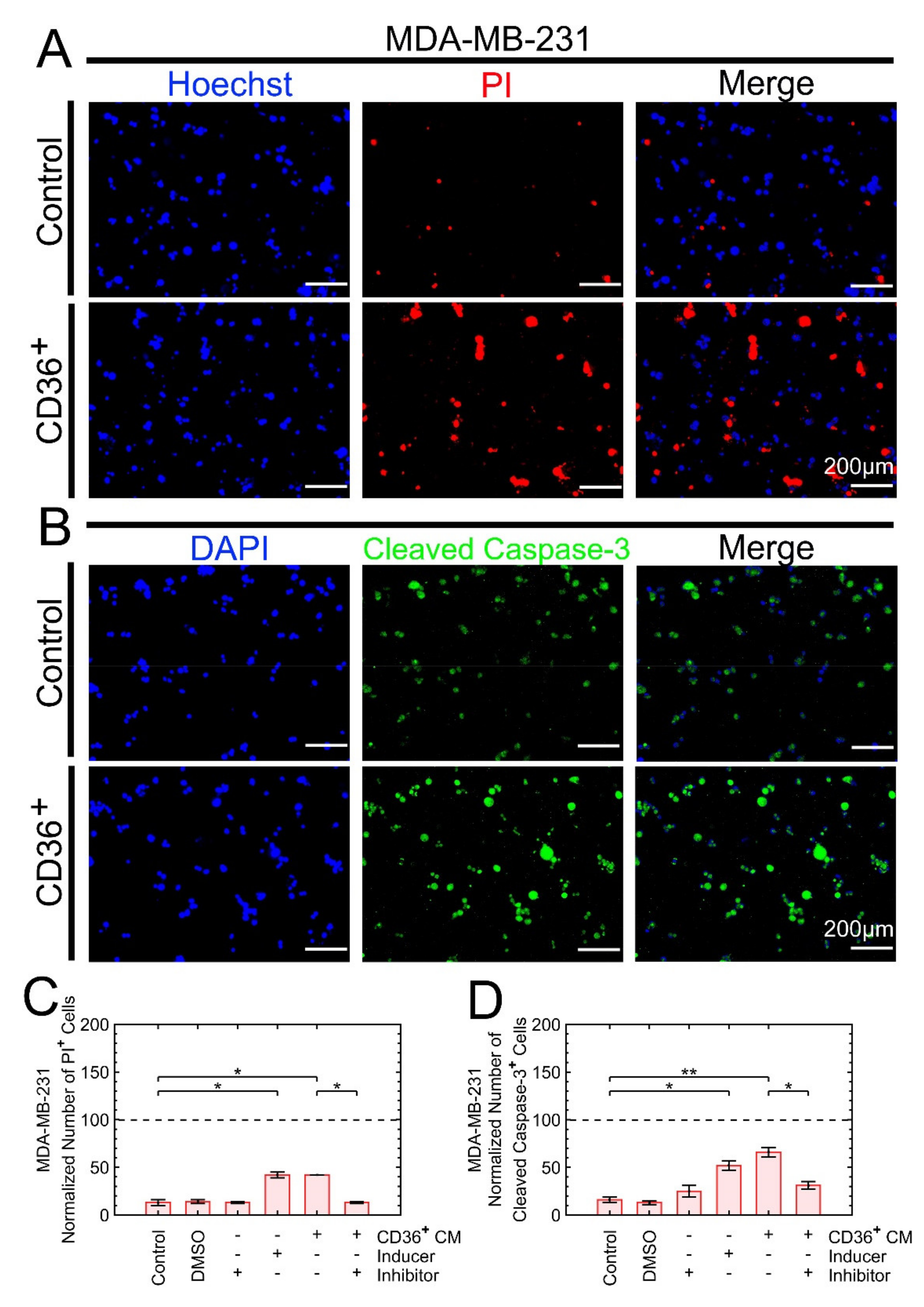 Cancers 13 04521 g003 Cancers 13 04521 g003