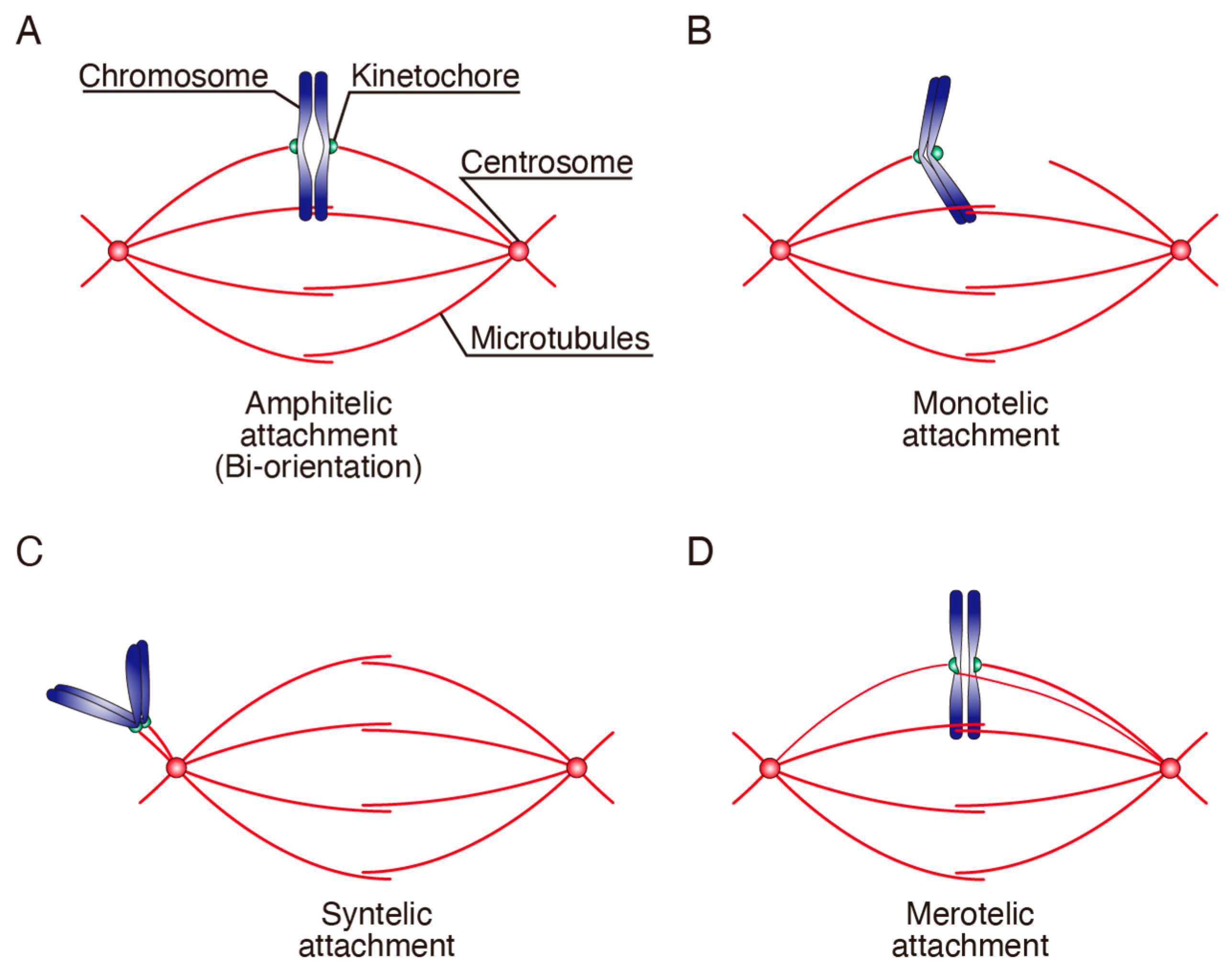 Cancers | Free Full-Text | Attenuated Chromosome Oscillation as a 