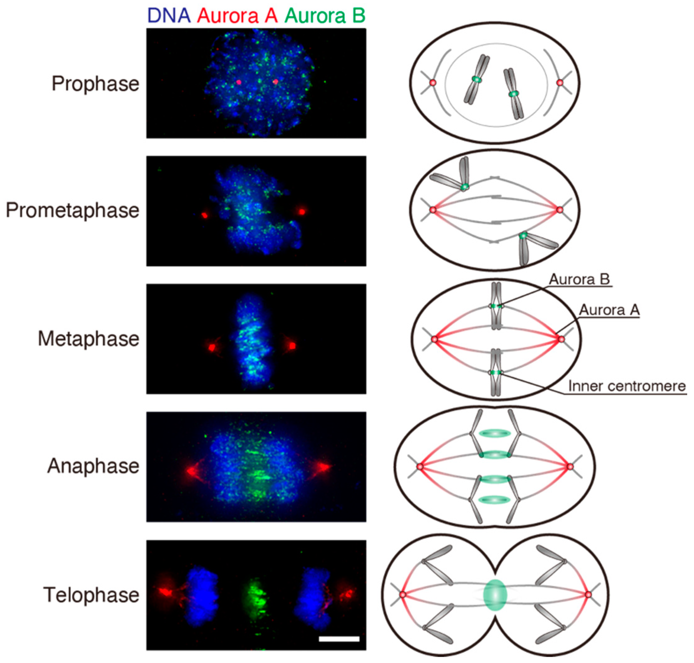 Cancers 13 04531 g003