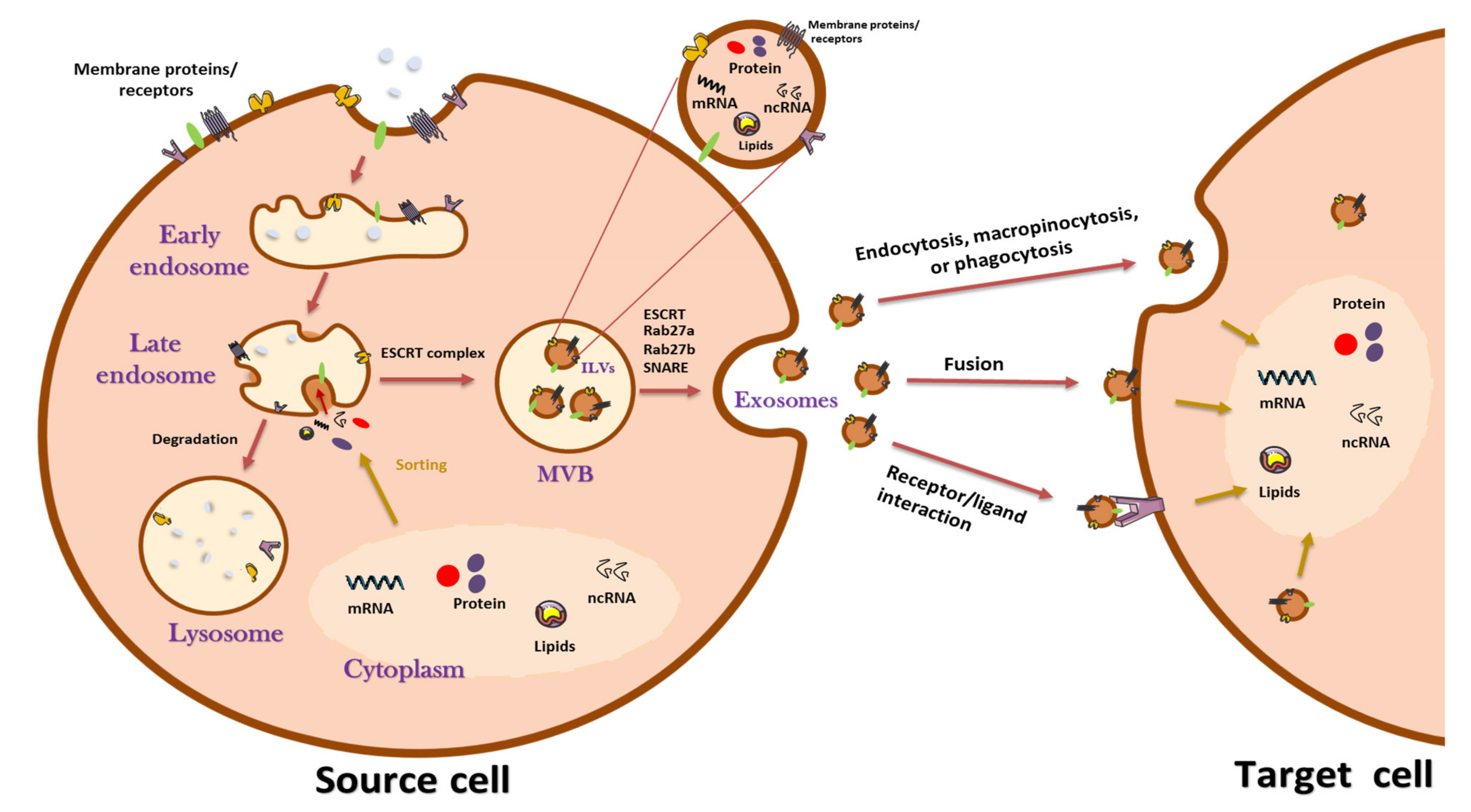 Cancers 13 04537 g001 550