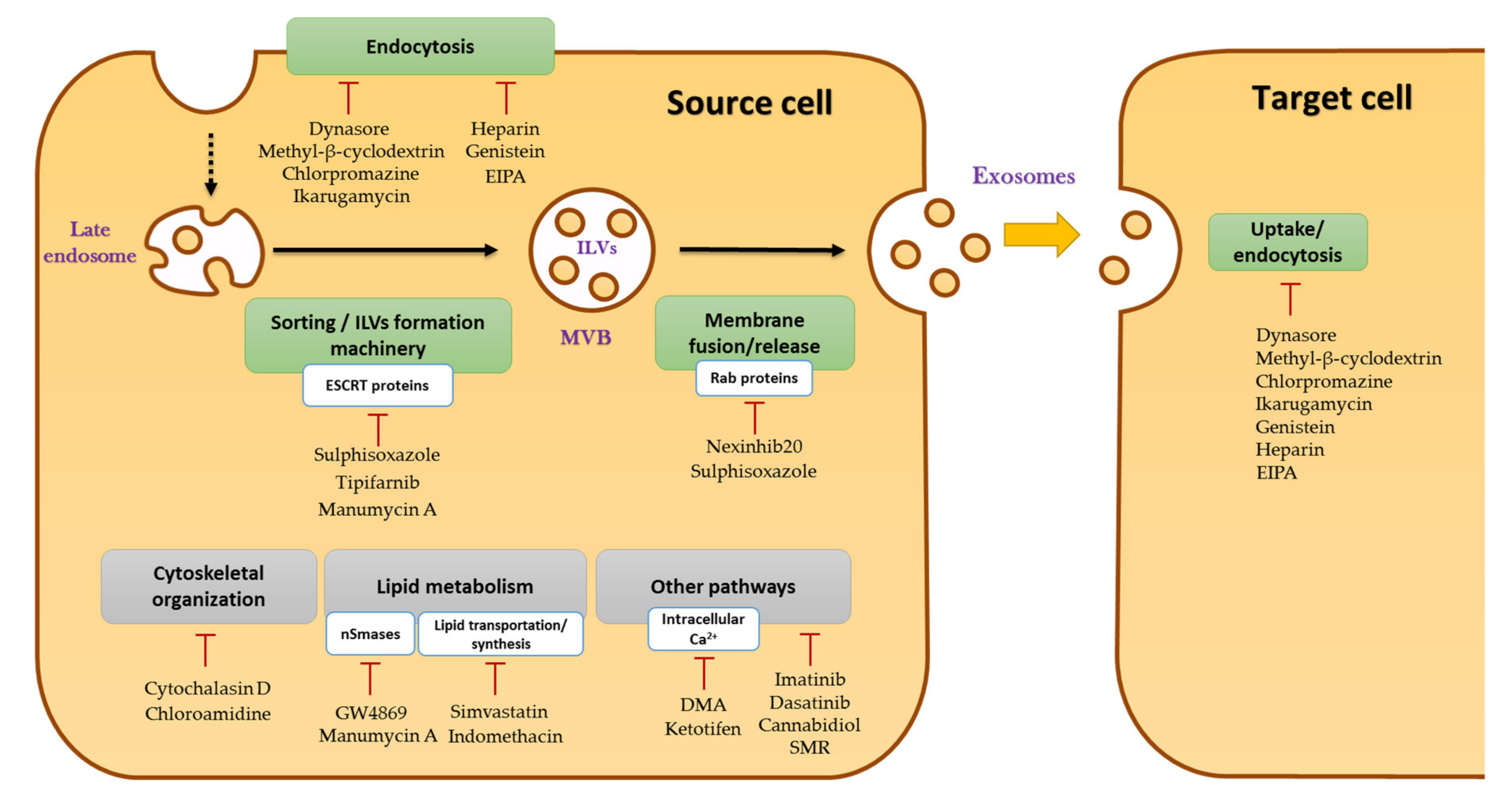 Cancers 13 04537 g003 550