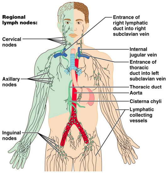 Cancers Free FullText Oncologic Imaging of the Lymphatic System