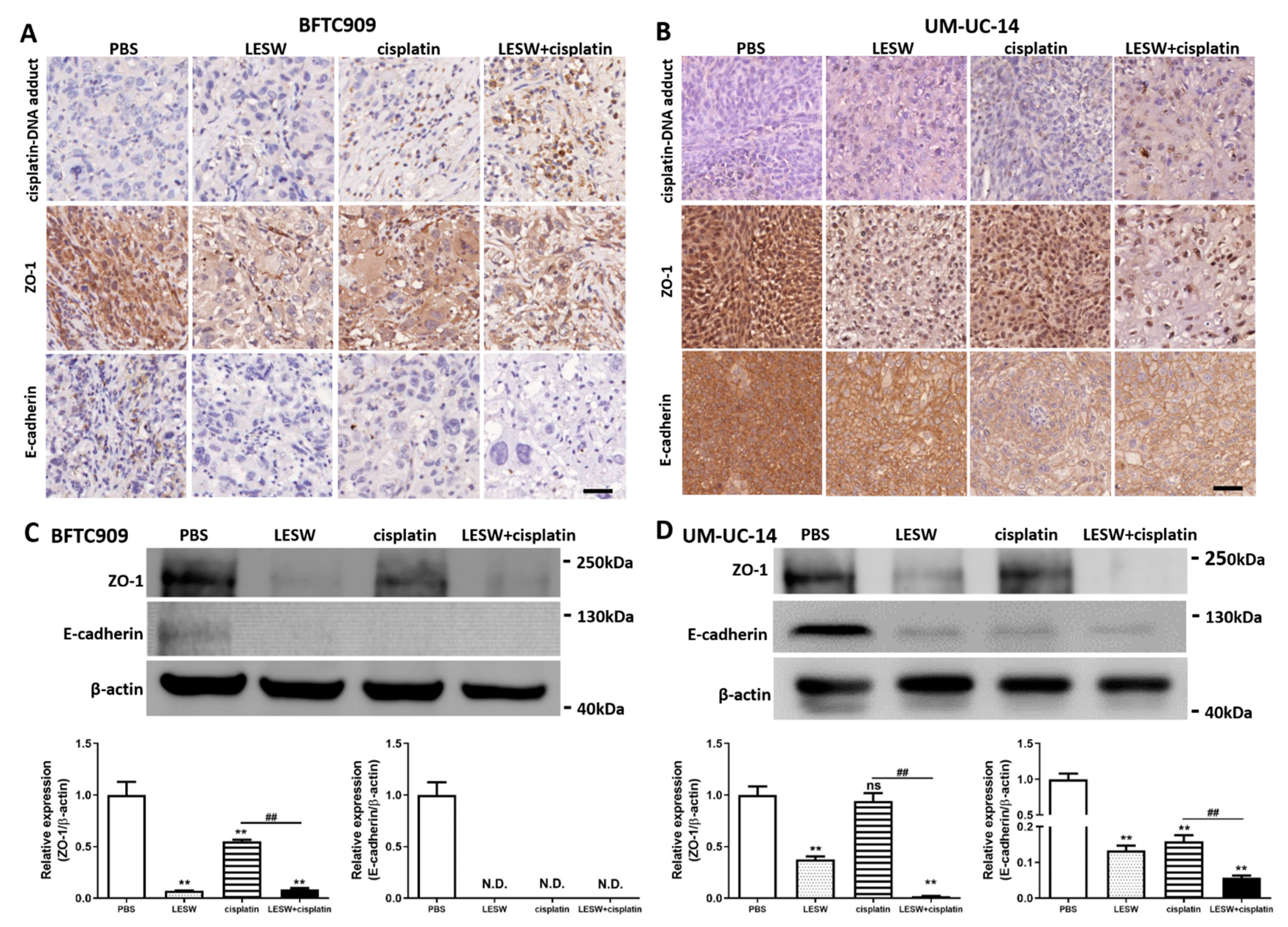 Cancers 13 04558 g004