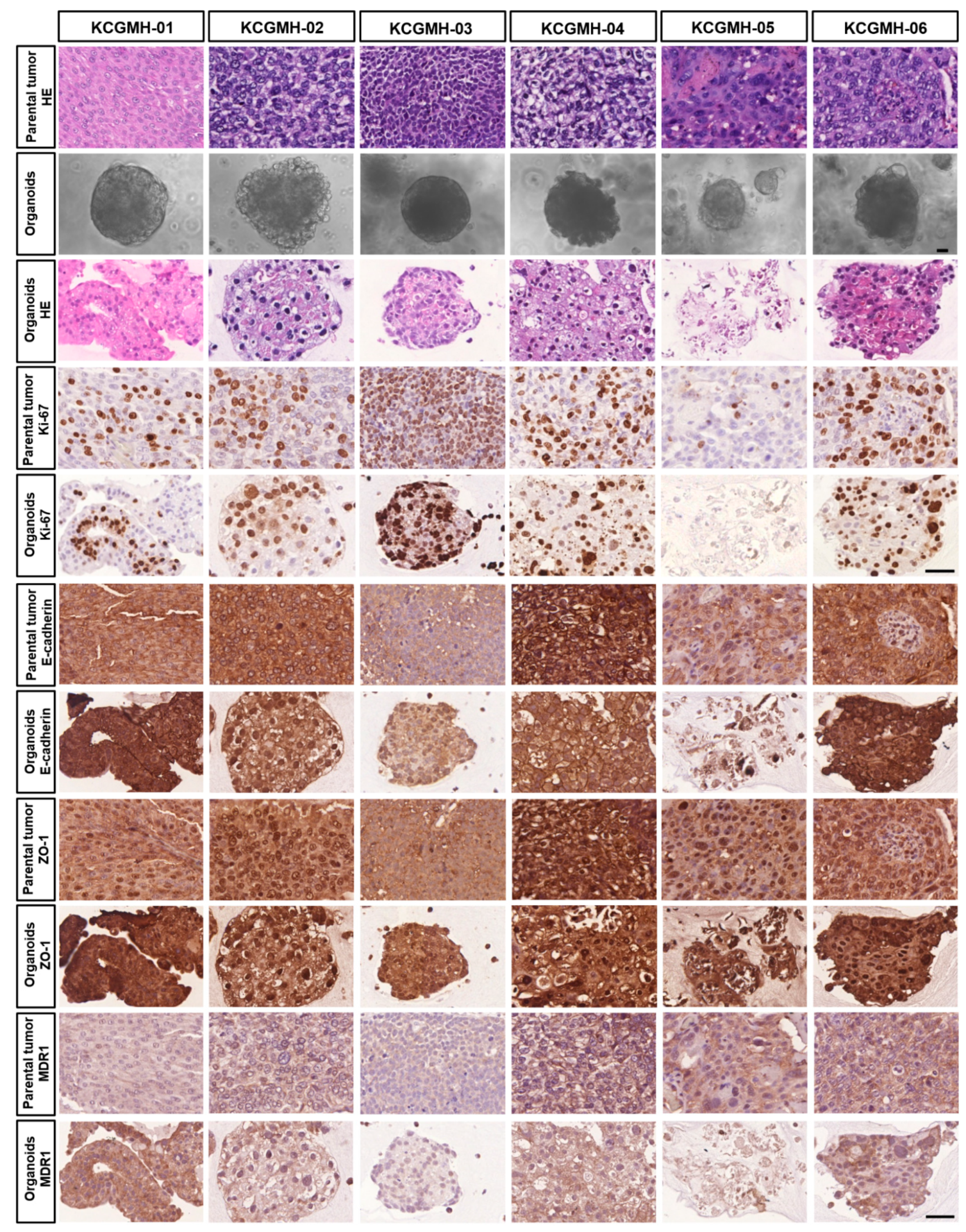 Cancers 13 04558 g006