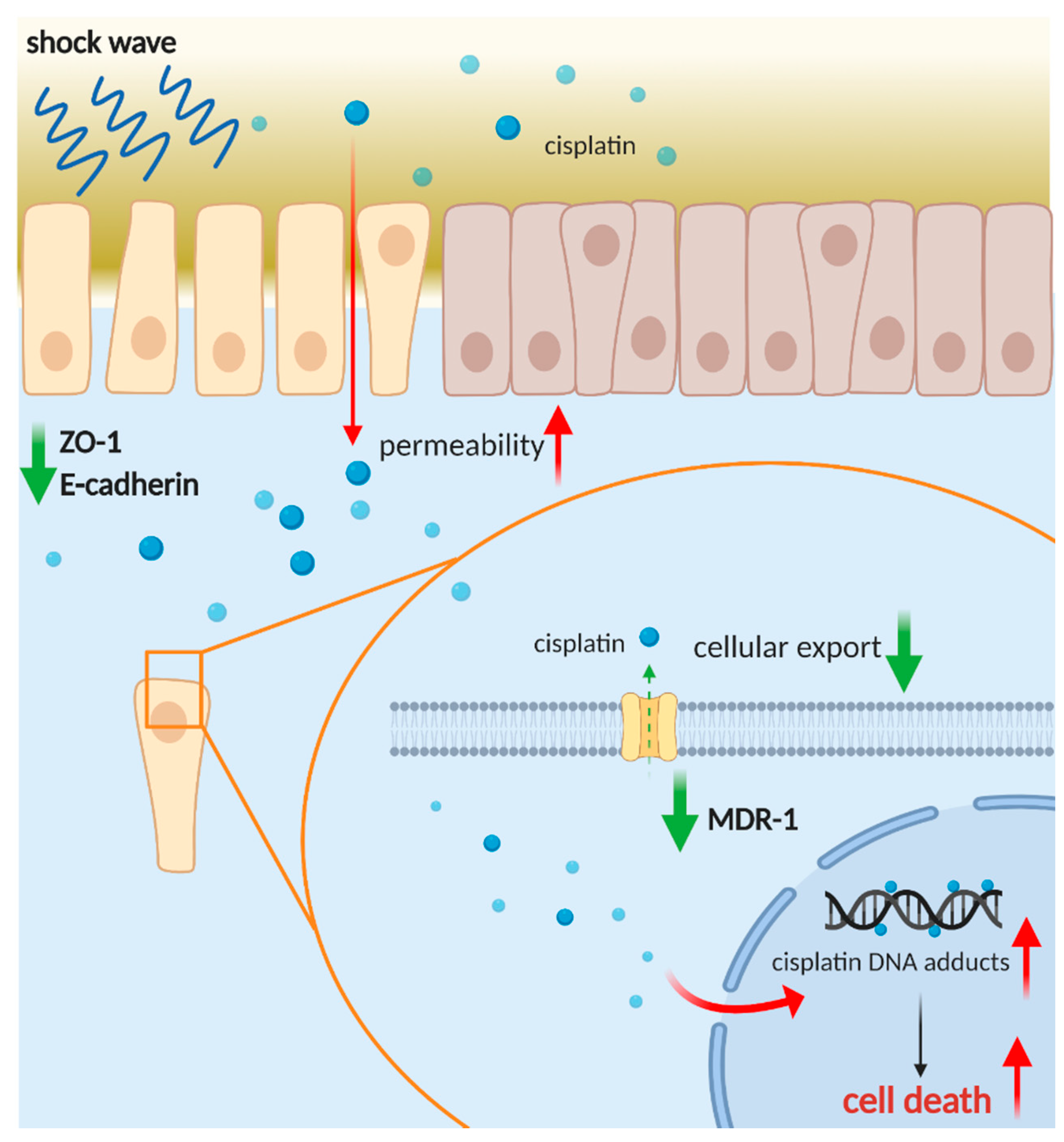 Cancers 13 04558 g008