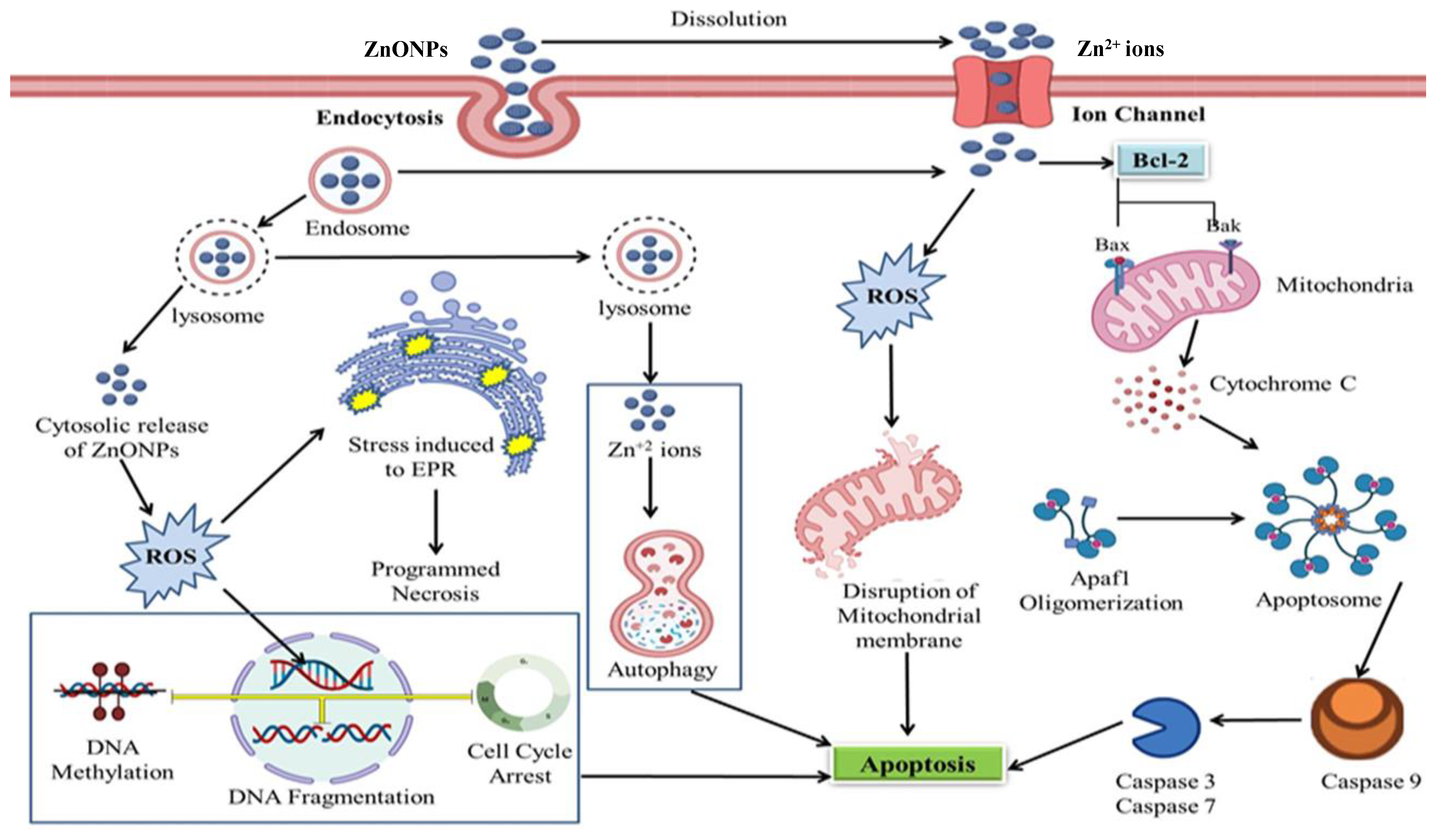 Cancers 13 04570 g005 Cancers 13 04570 g005