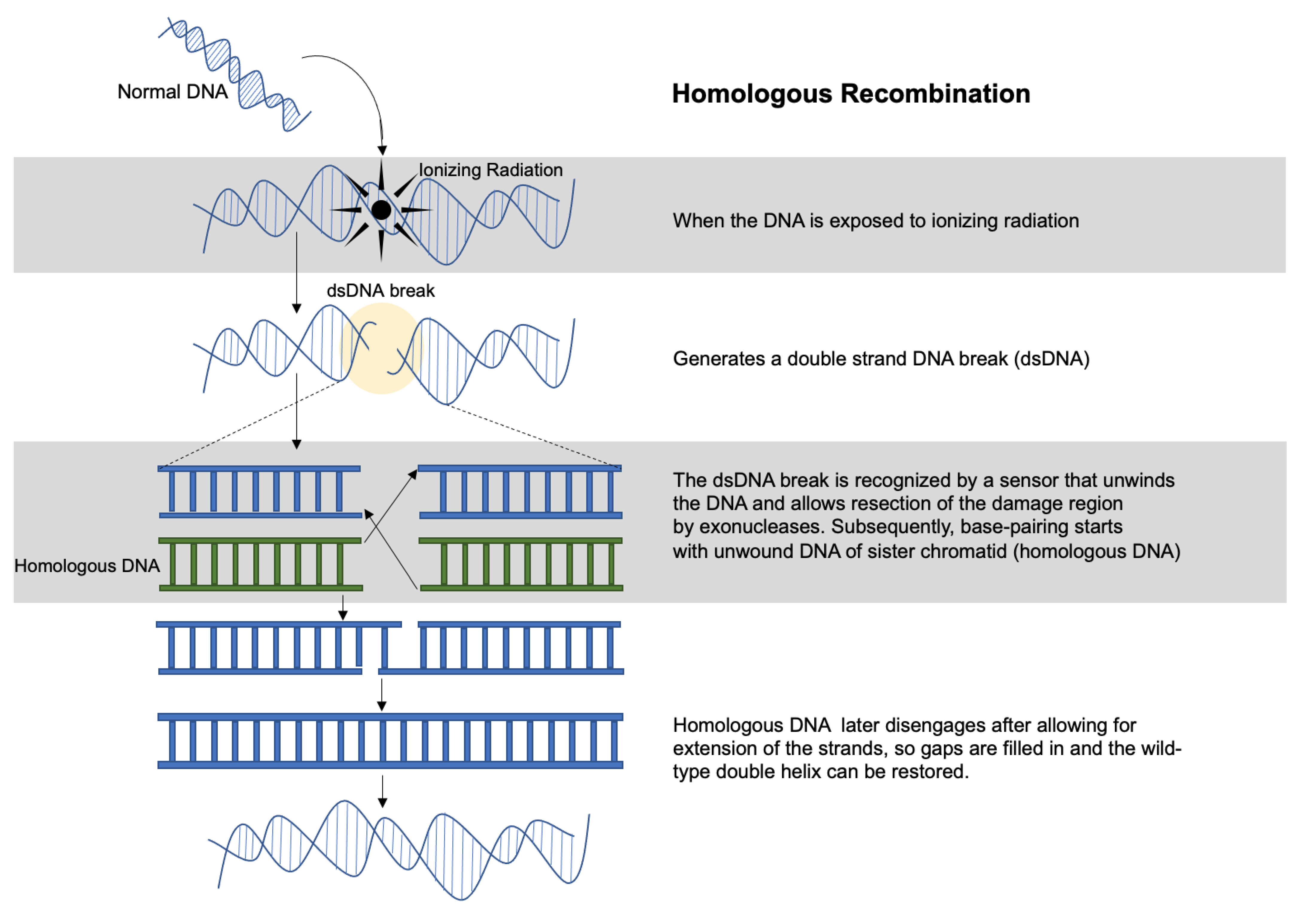 Cancers 13 04575 g001