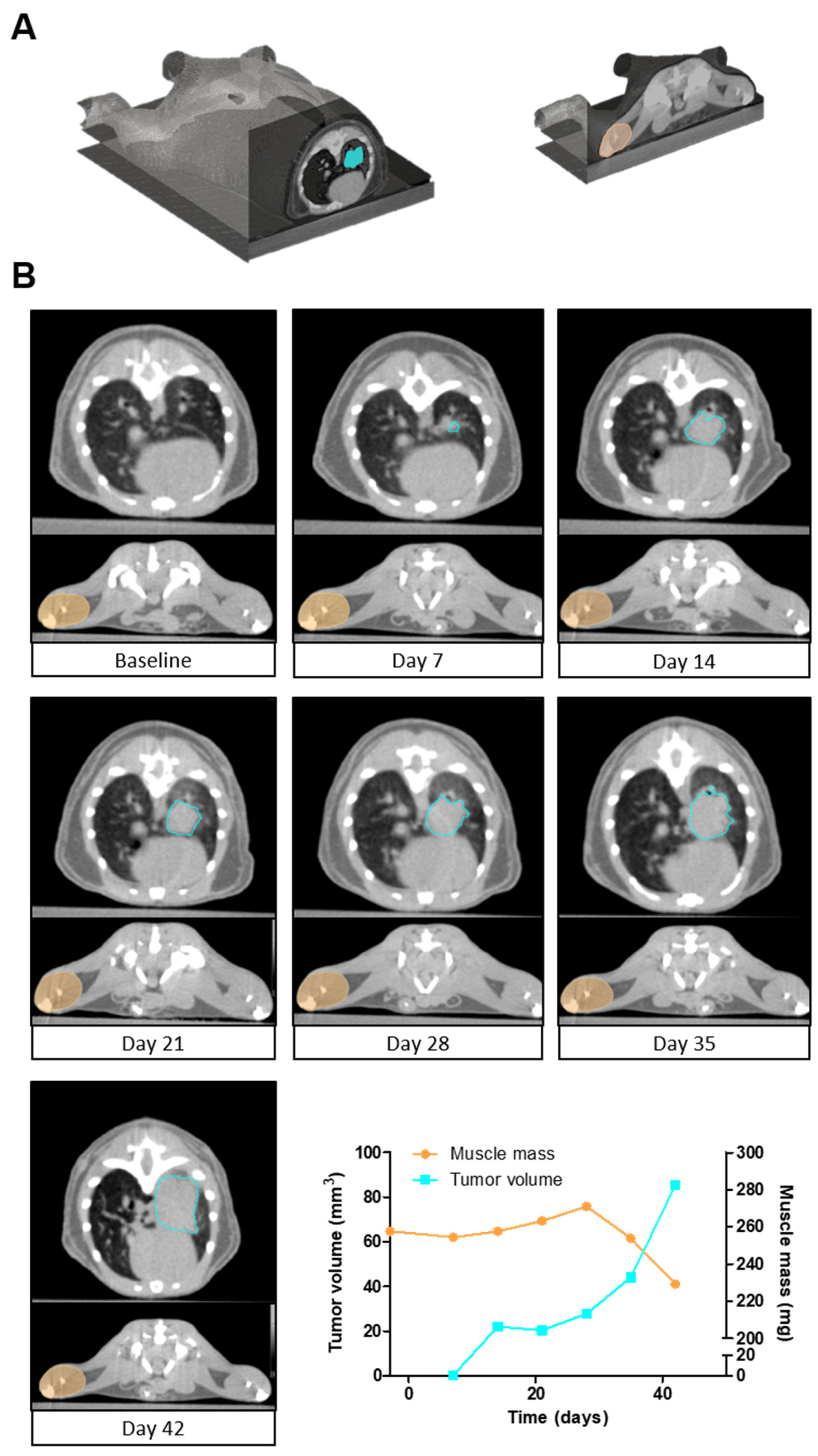 Deep learning-based segmentation of the thorax in mouse micro-CT scans