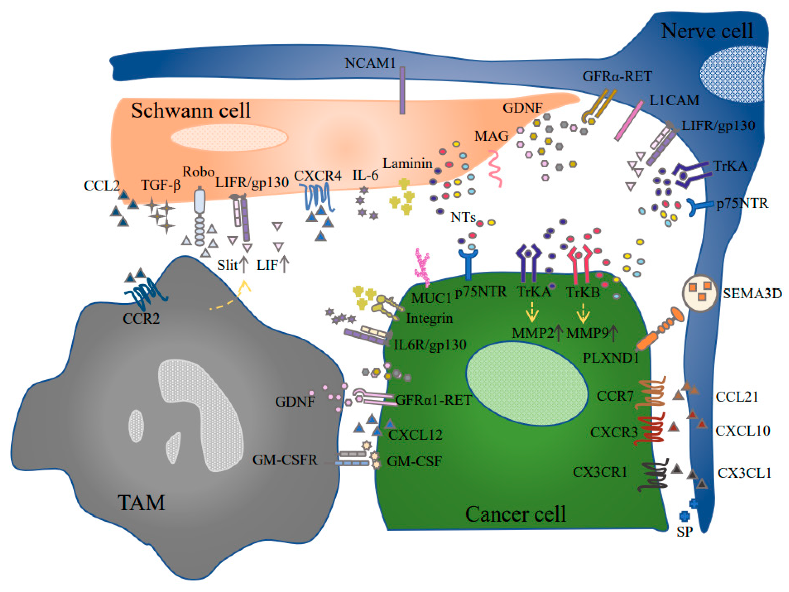 Cancers 13 04594 g001 550
