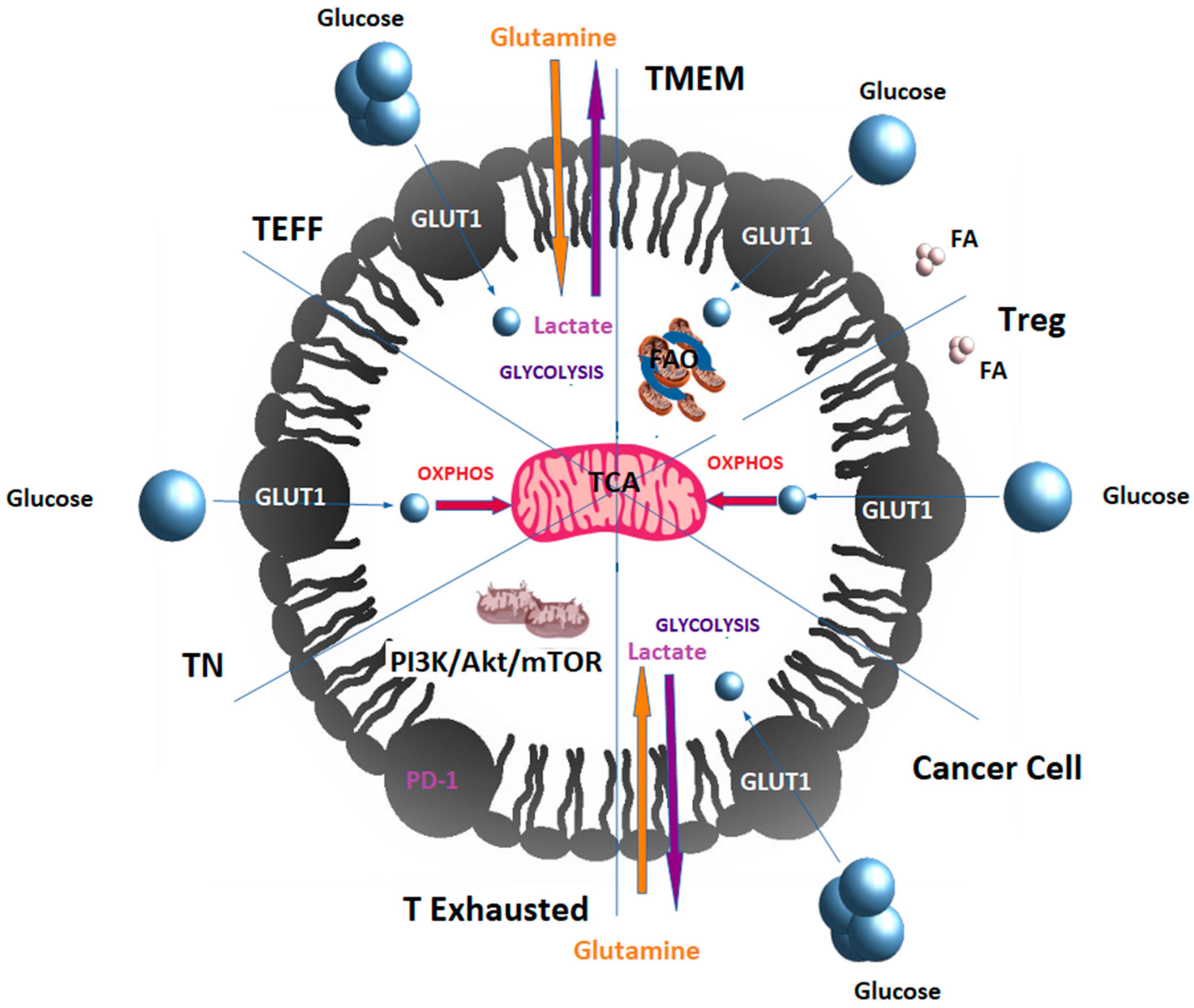 Cancers 13 04609 g002 Cancers 13 04609 g002