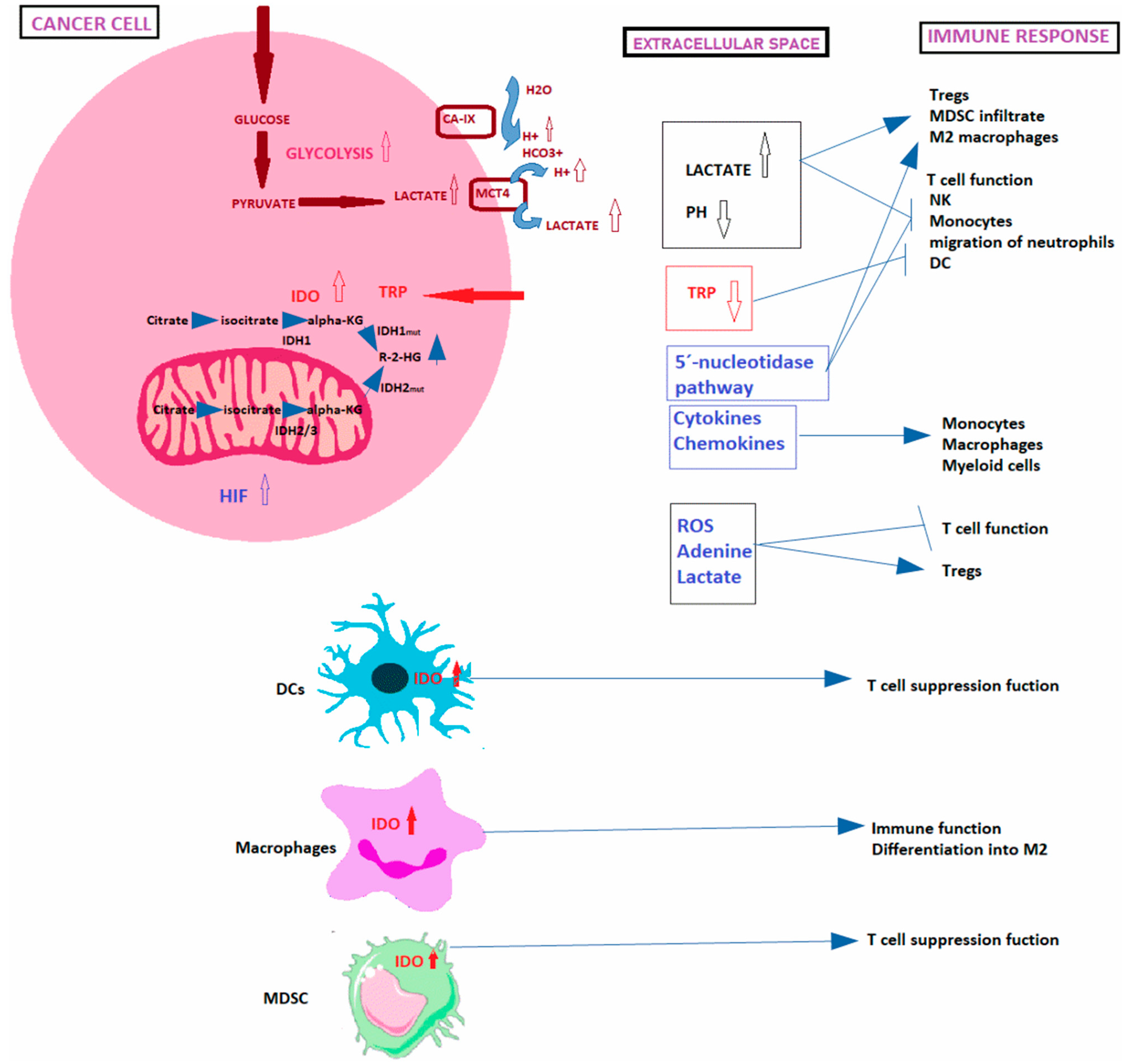 Cancers 13 04609 g003 Cancers 13 04609 g003