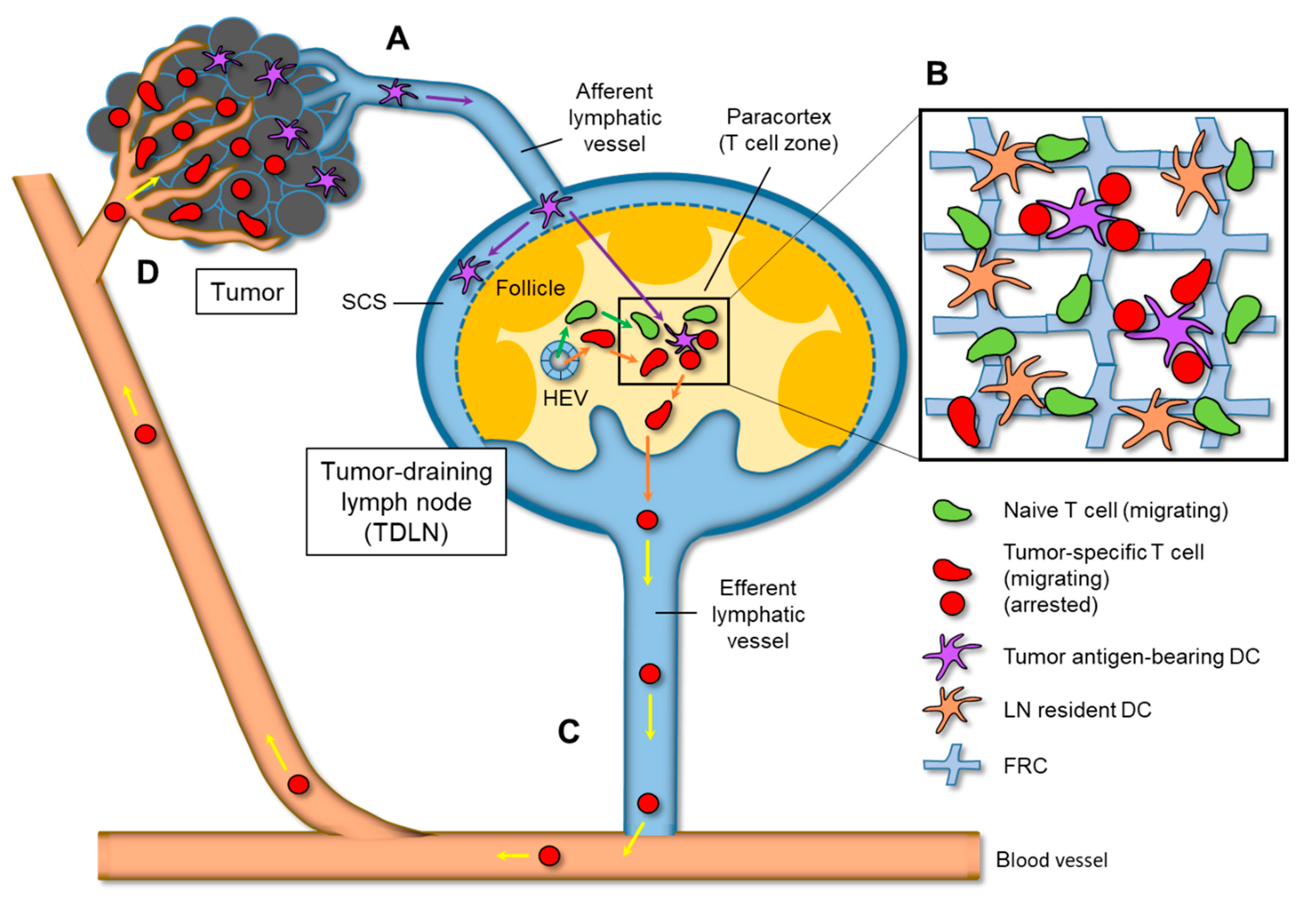 Cancers Free Full-Text Motility Dynamics of T Cells in Tumor-Draining  Lymph Nodes: A Rational Indicator of Antitumor Response and Immune  Checkpoint Blockade
