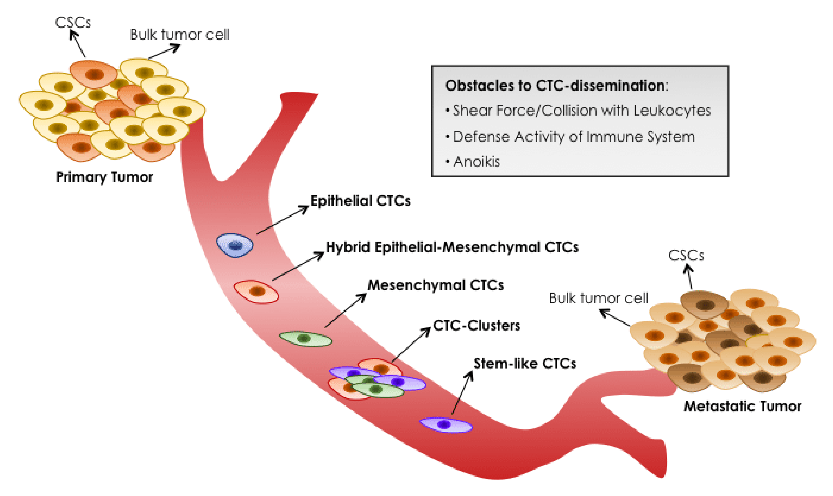Cancers 13 04619 g002