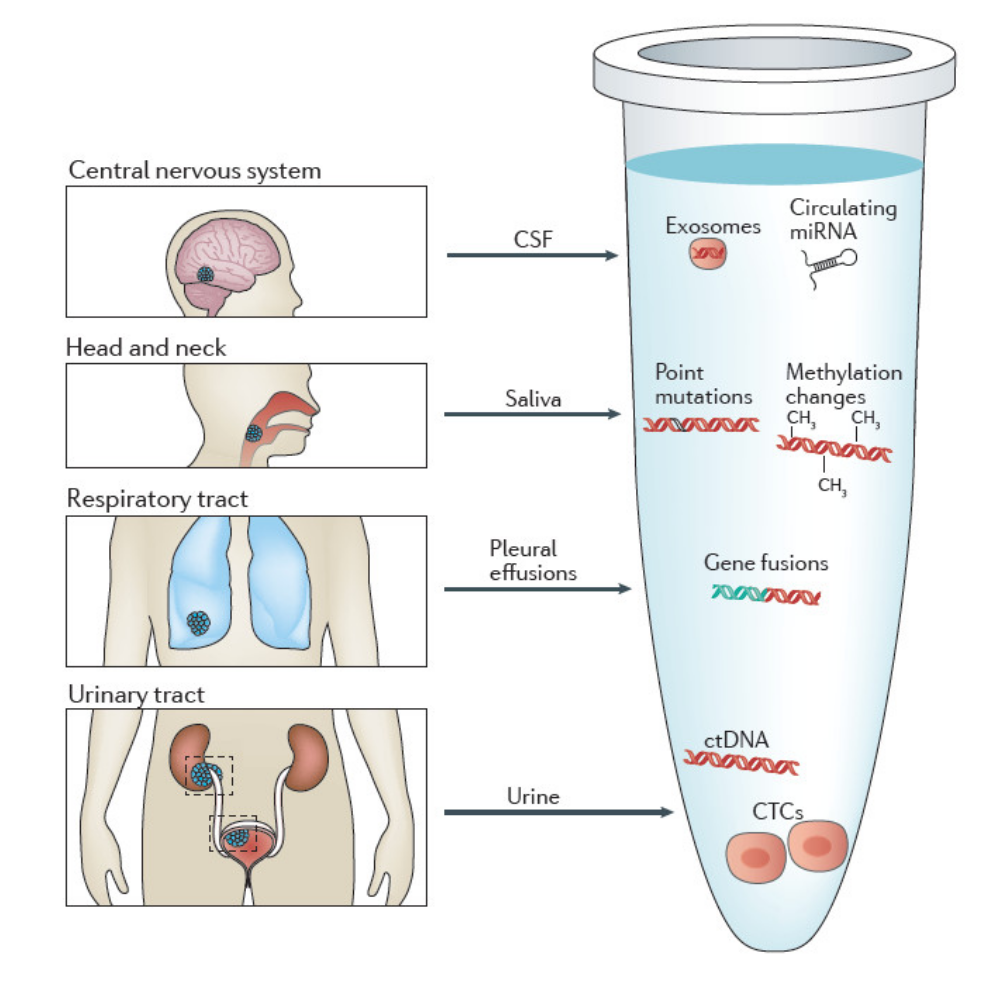 Cancers 13 04619 g003
