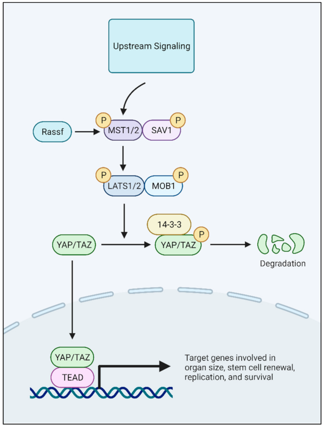 Cancers 13 04650 g001