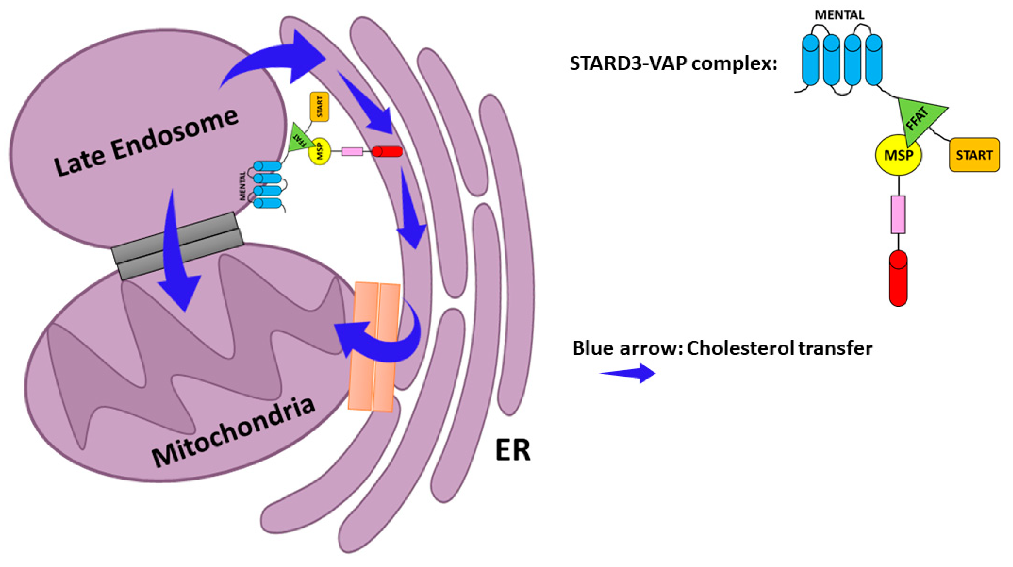 Cancers 13 04693 g004 Cancers 13 04693 g004