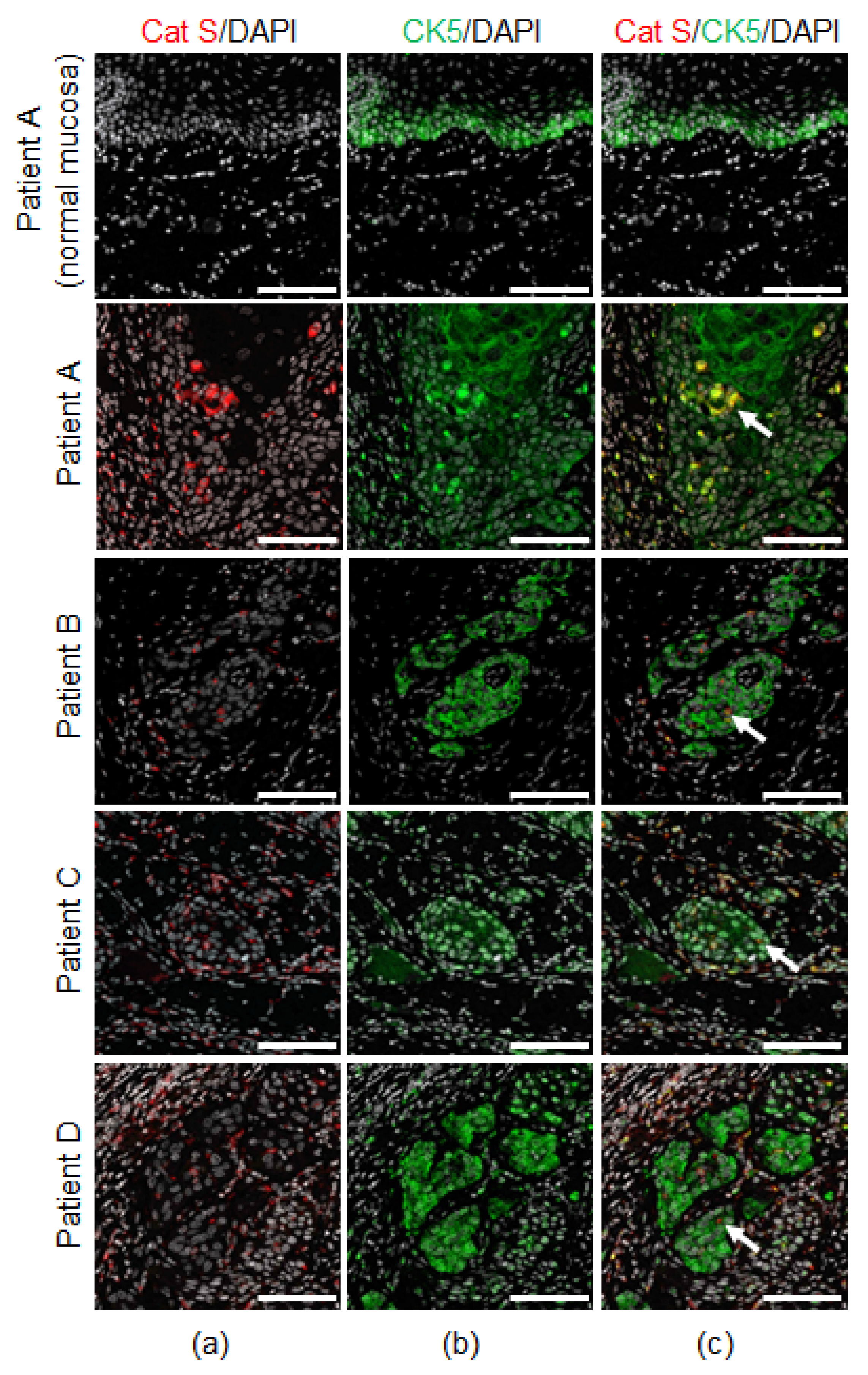 Cancers 13 04697 g003