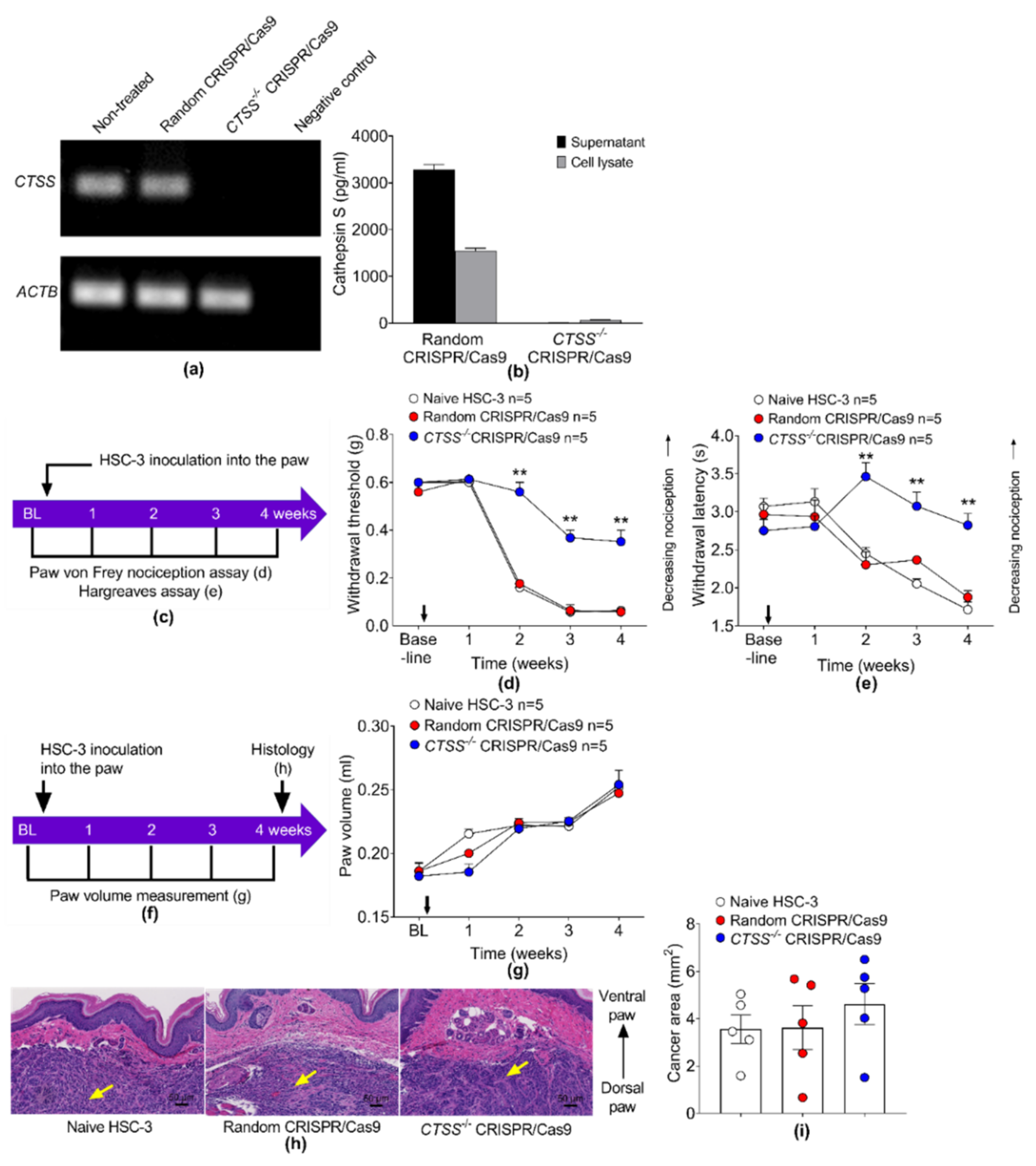 Cancers 13 04697 g009
