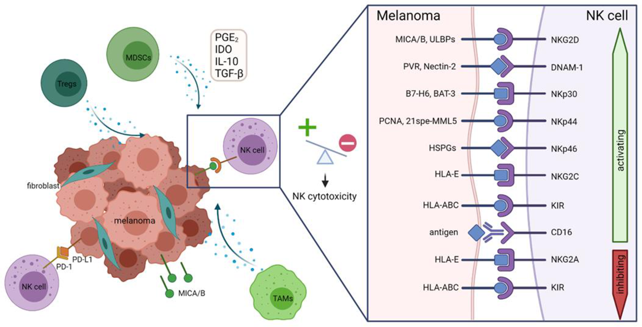 cancers free full text adoptive nk cell therapy a promising treatment prospect for metastatic melanoma html
