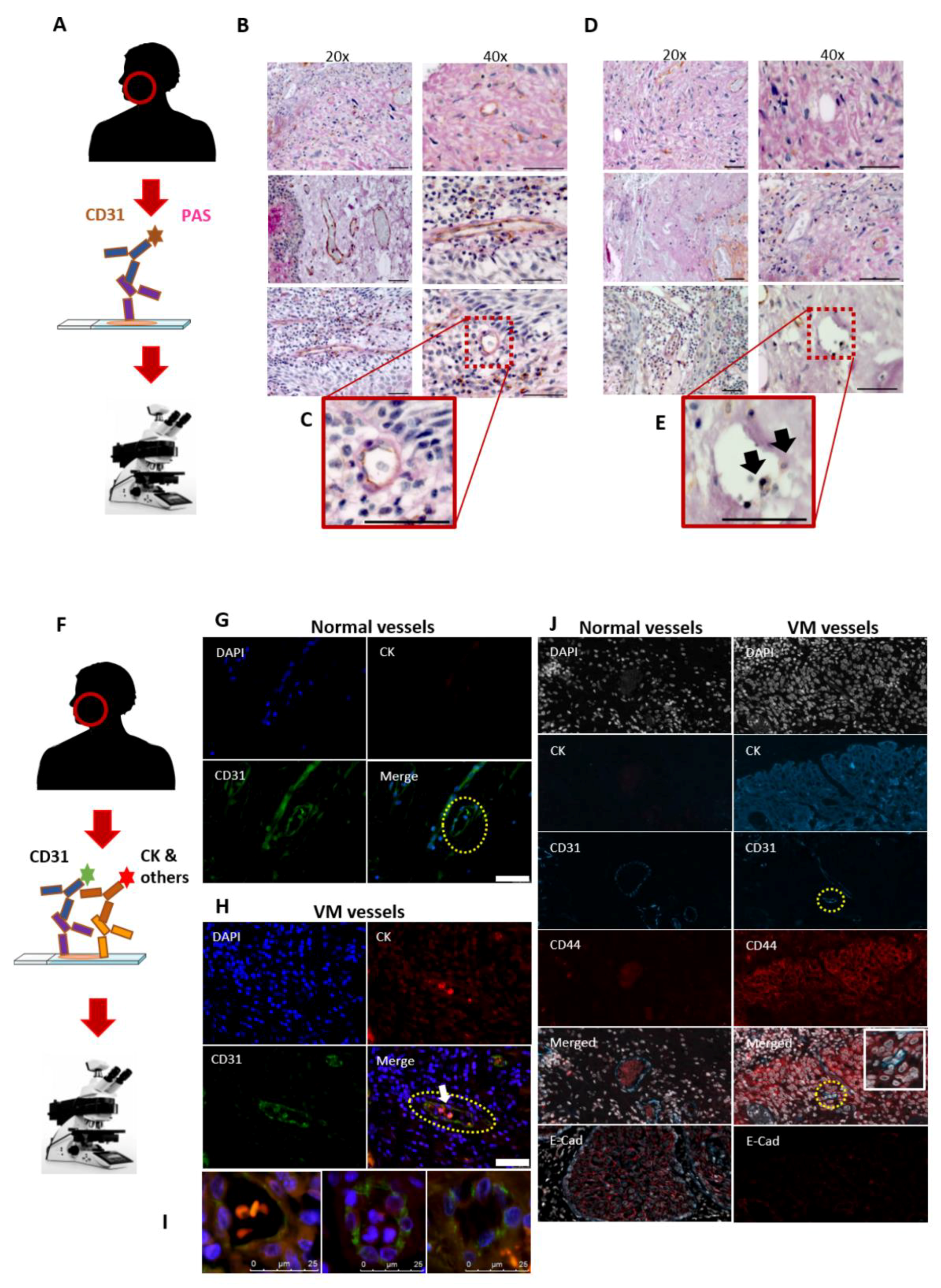 Cancers 13 04747 g001 550