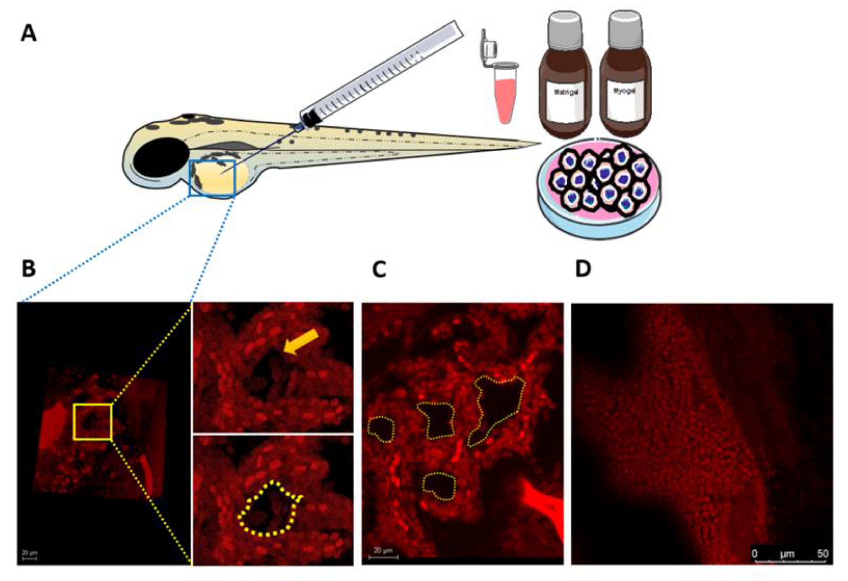 Cancers 13 04747 g005 550