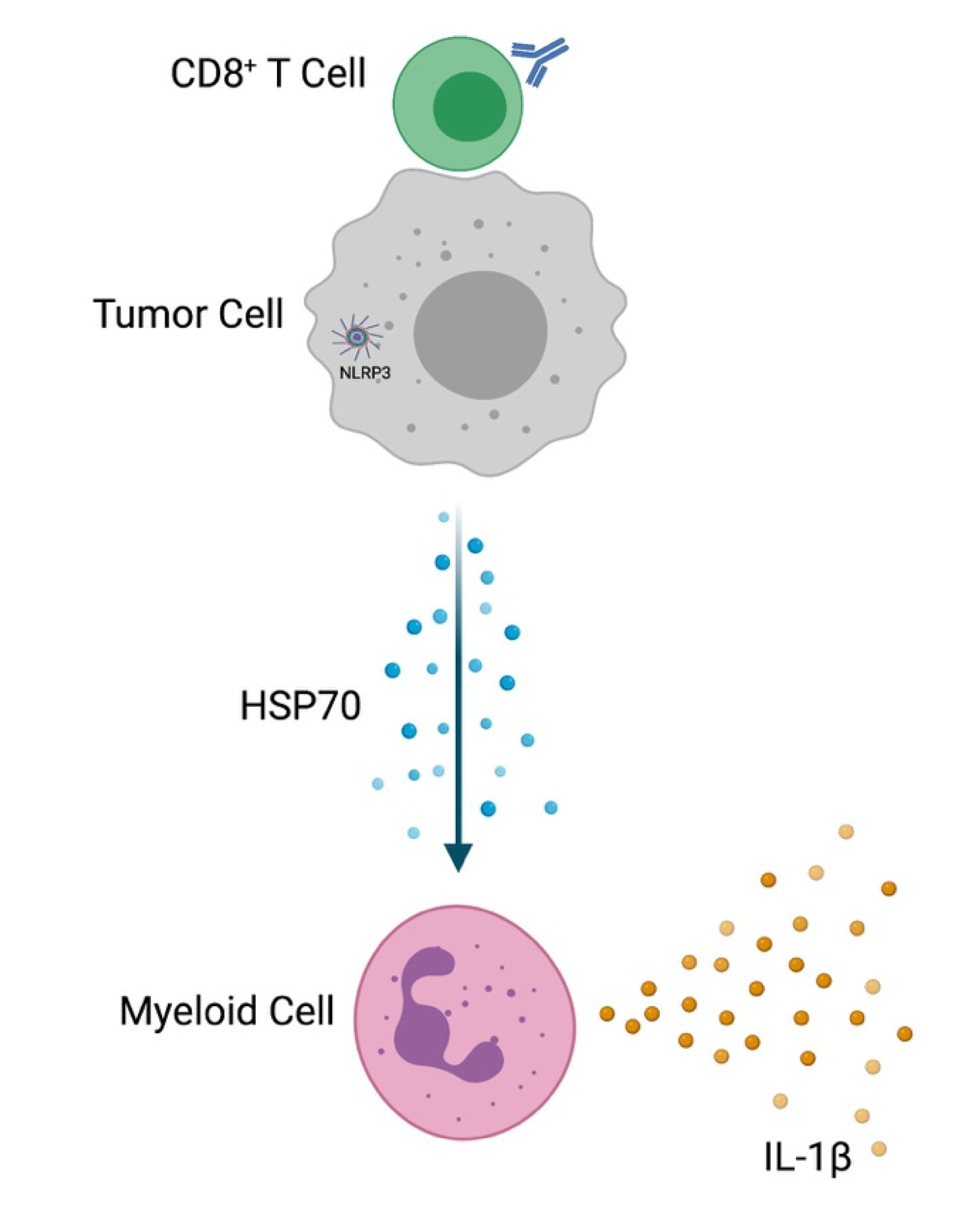 Cancers 13 04753 g003