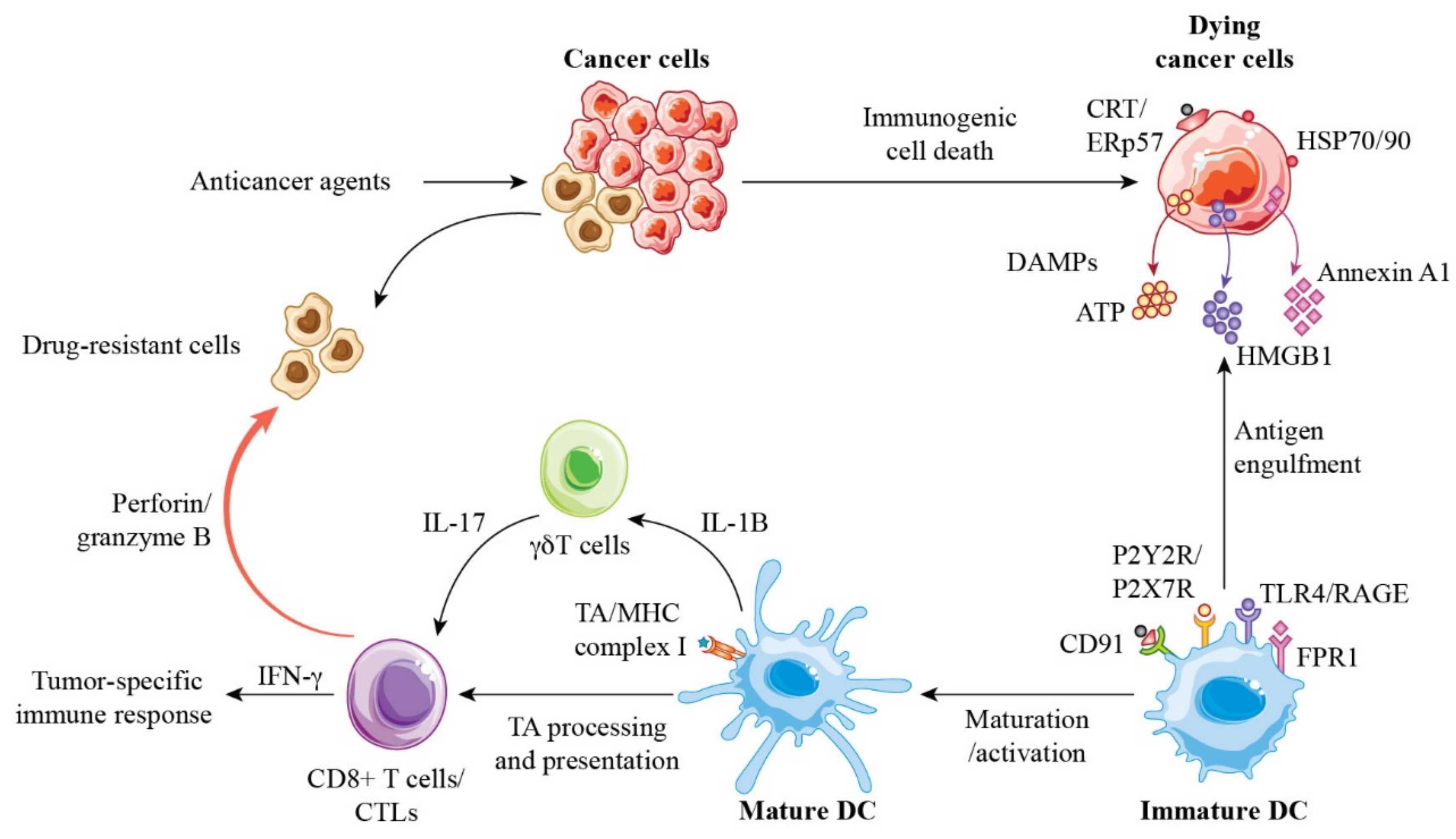 Cancers 13 04756 g002 Cancers 13 04756 g002