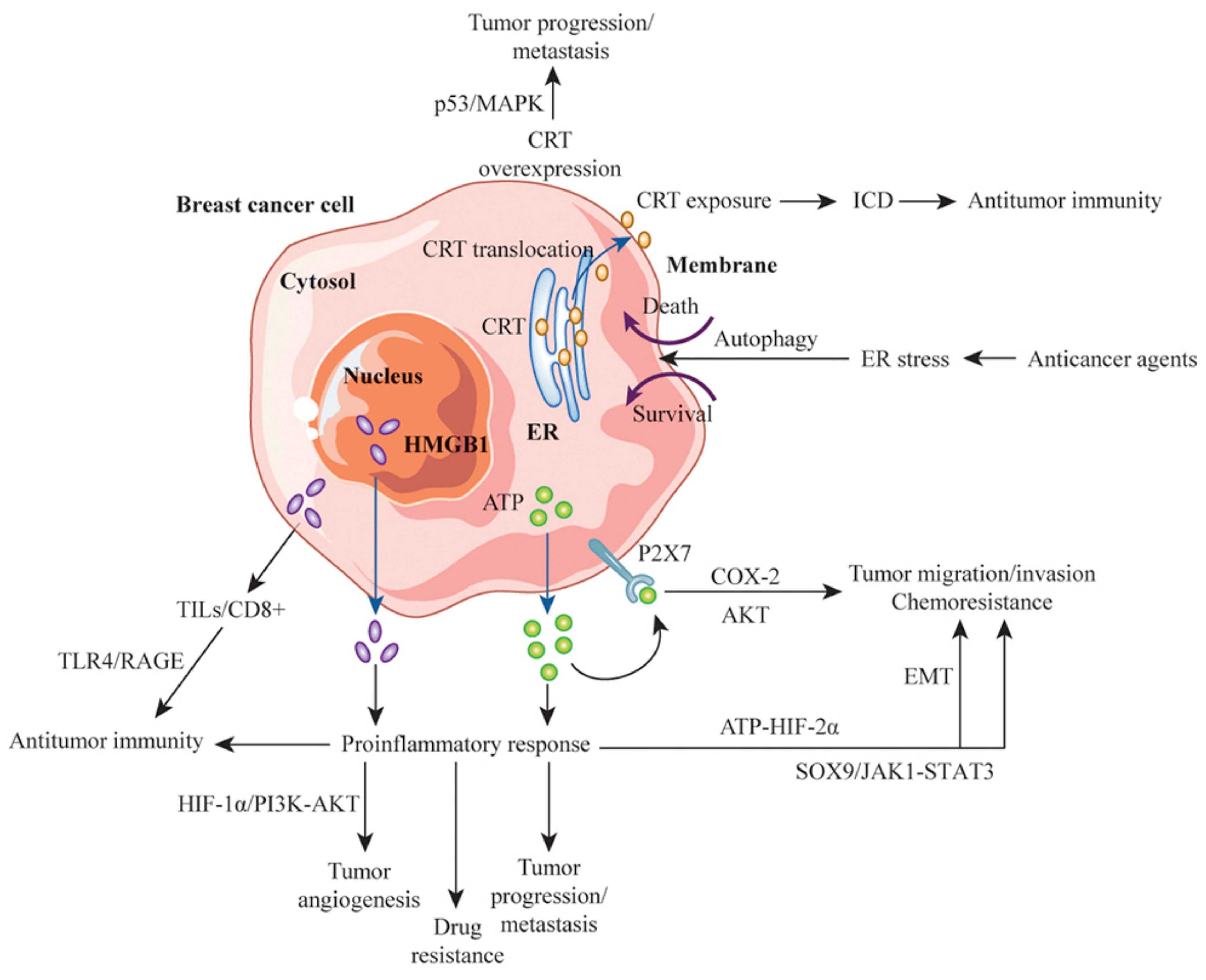 Cancers 13 04756 g003 Cancers 13 04756 g003