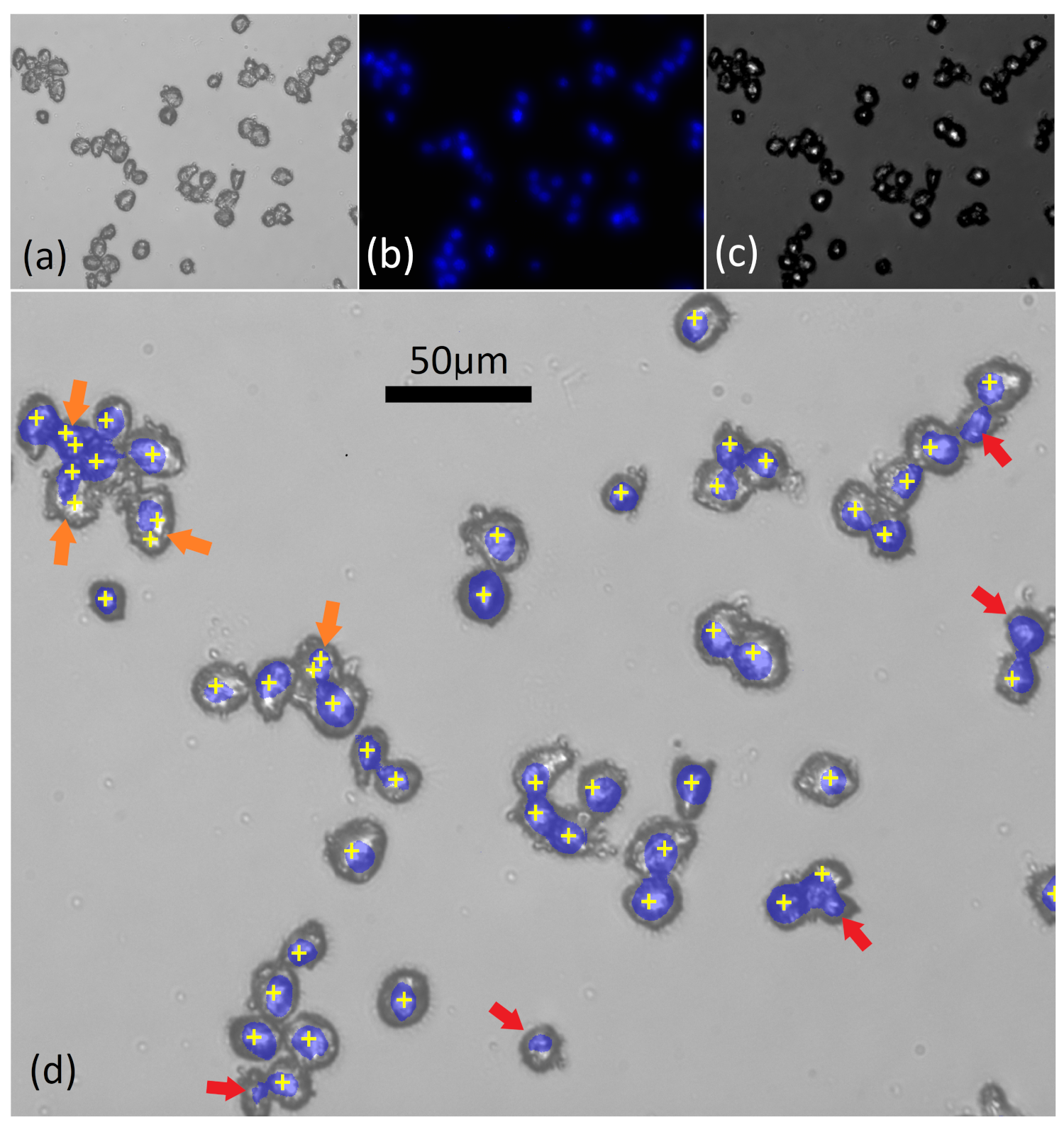 Cancers 13 04767 g002