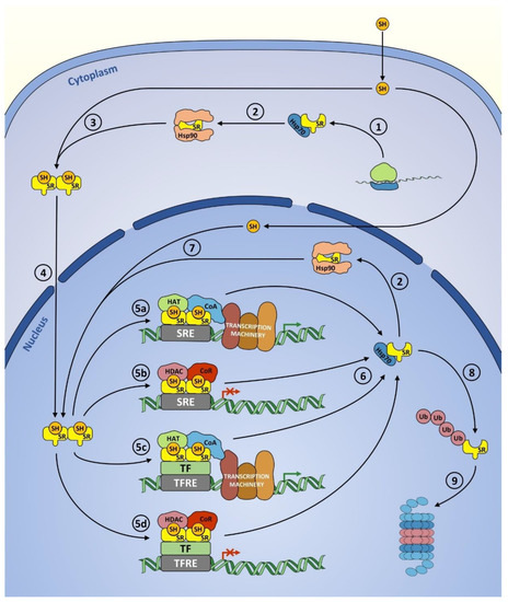 Steroid Receptors in Breast Cancer: Understanding of