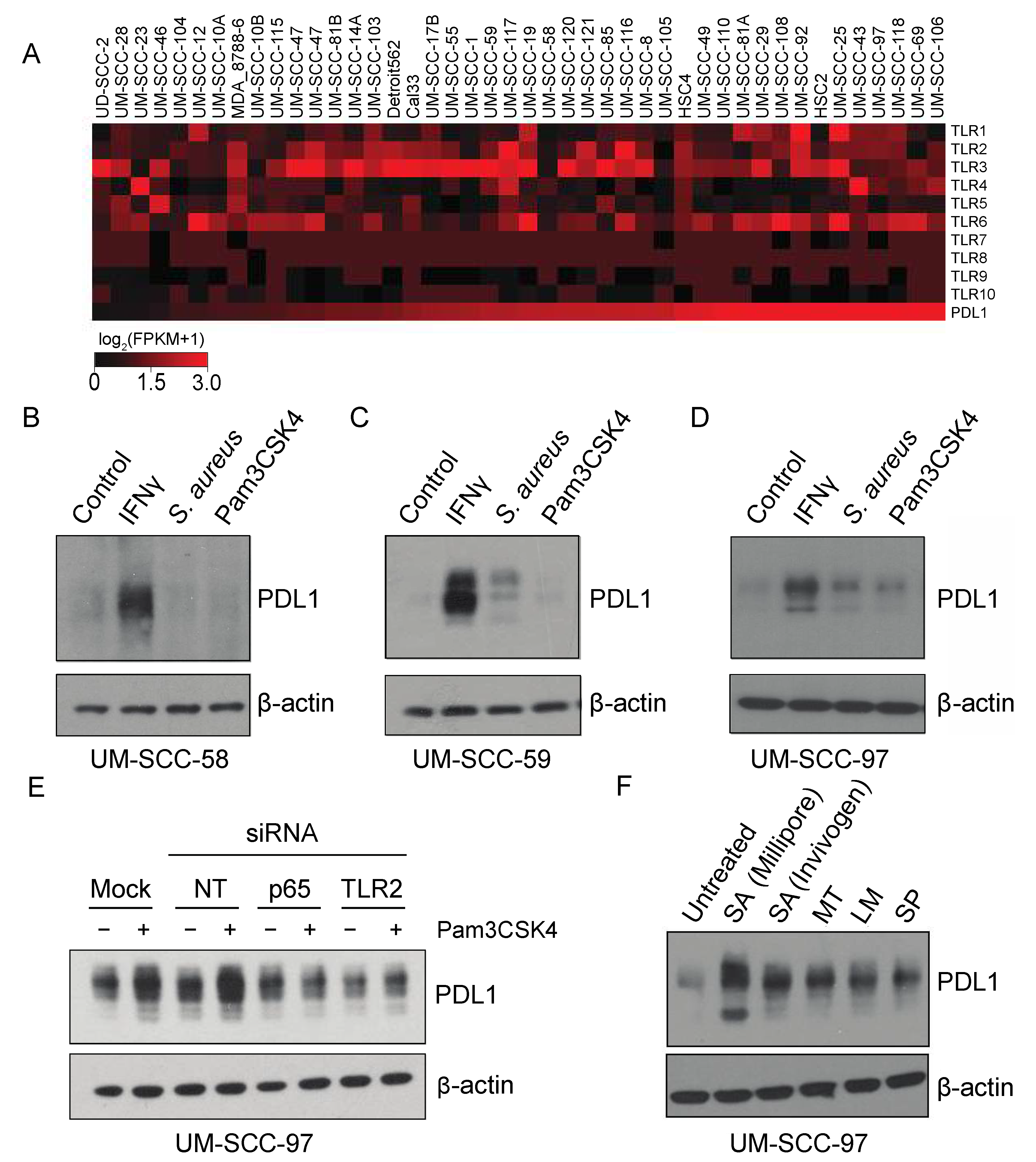 Cancers 13 04782 g005