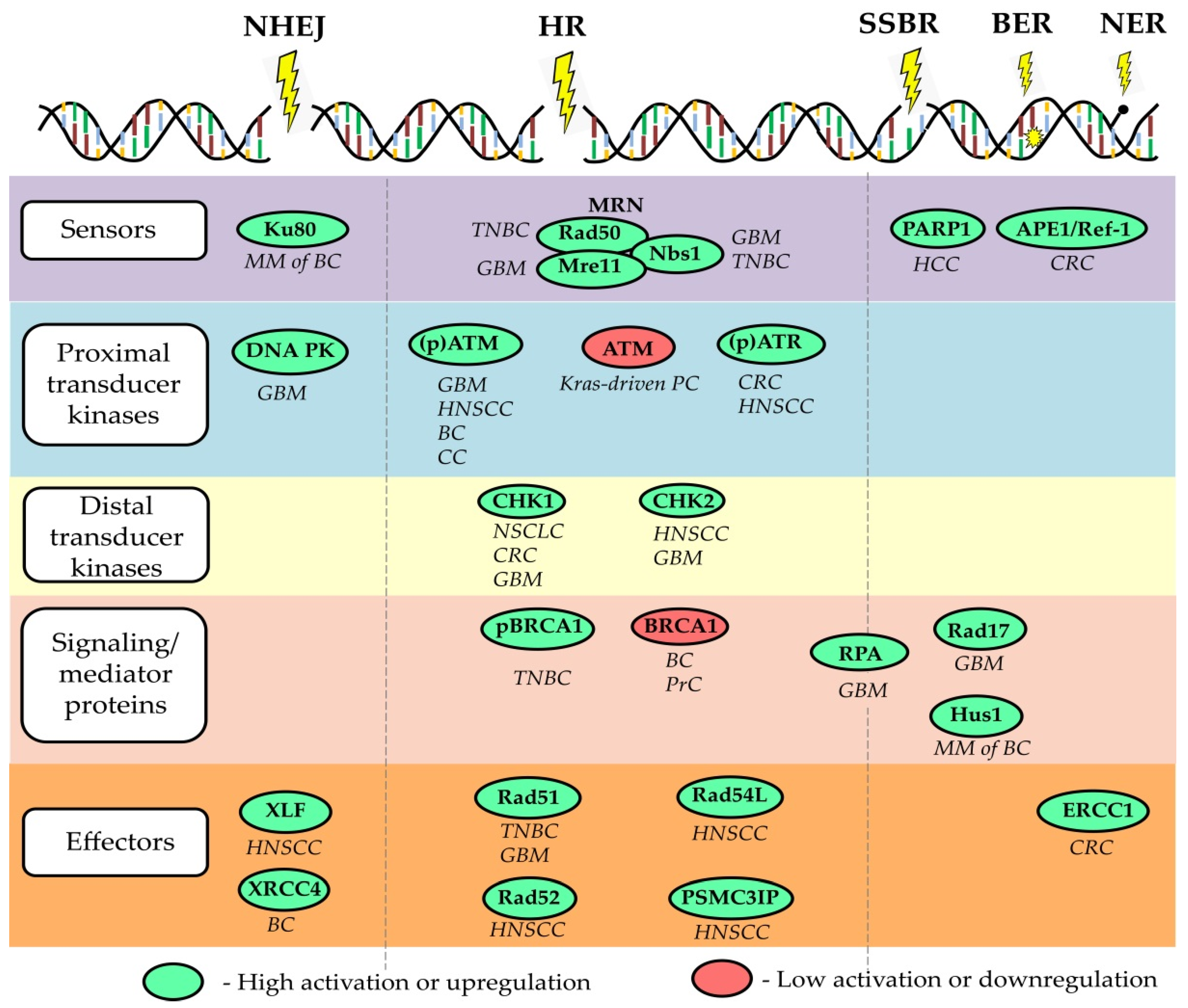 Cancers 13 04818 g002