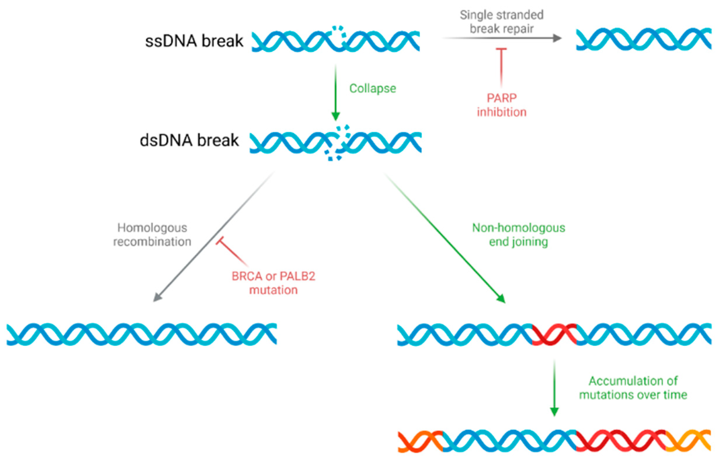 Cancers 13 04834 g002