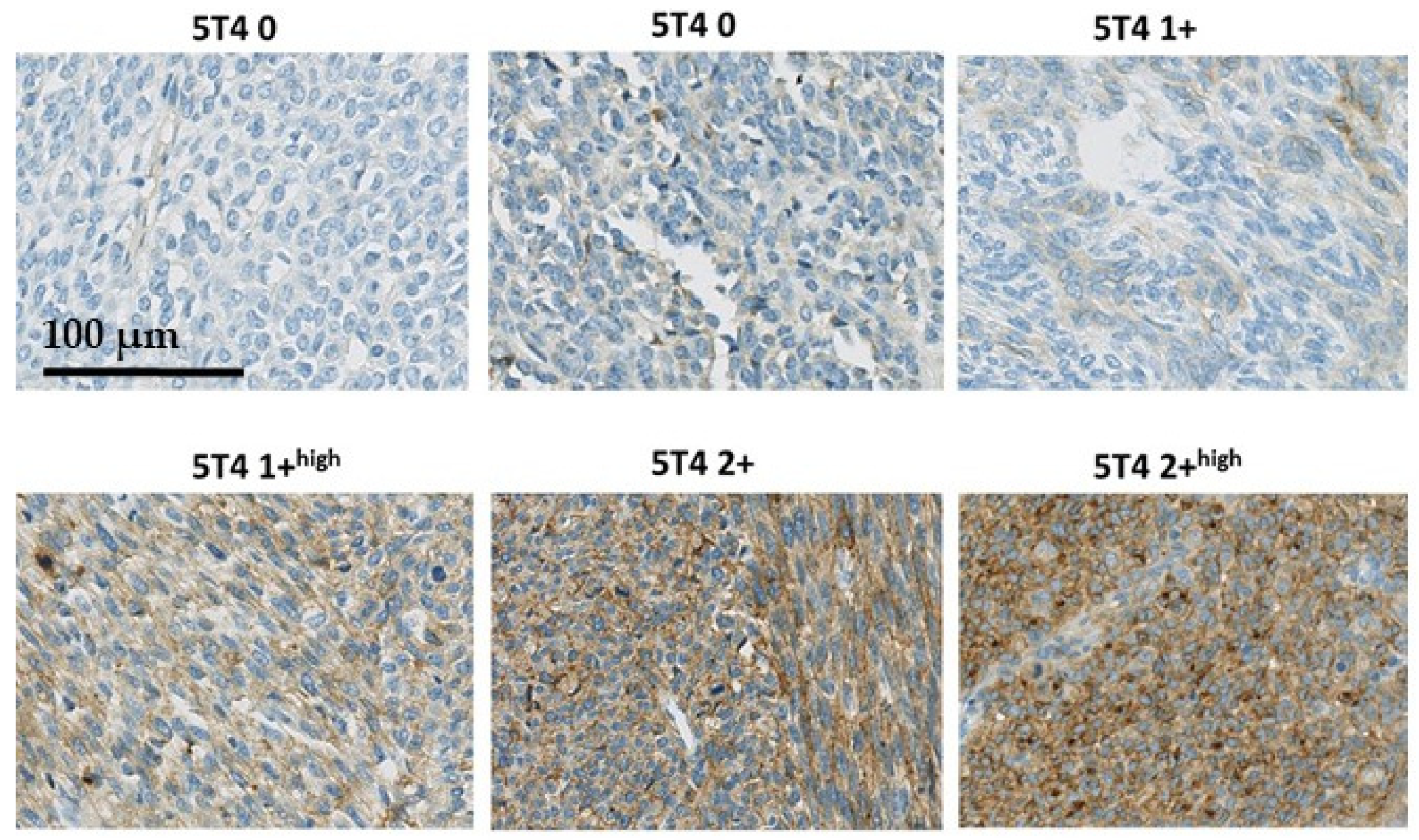 Cancers 13 04841 g001 Cancers 13 04841 g001