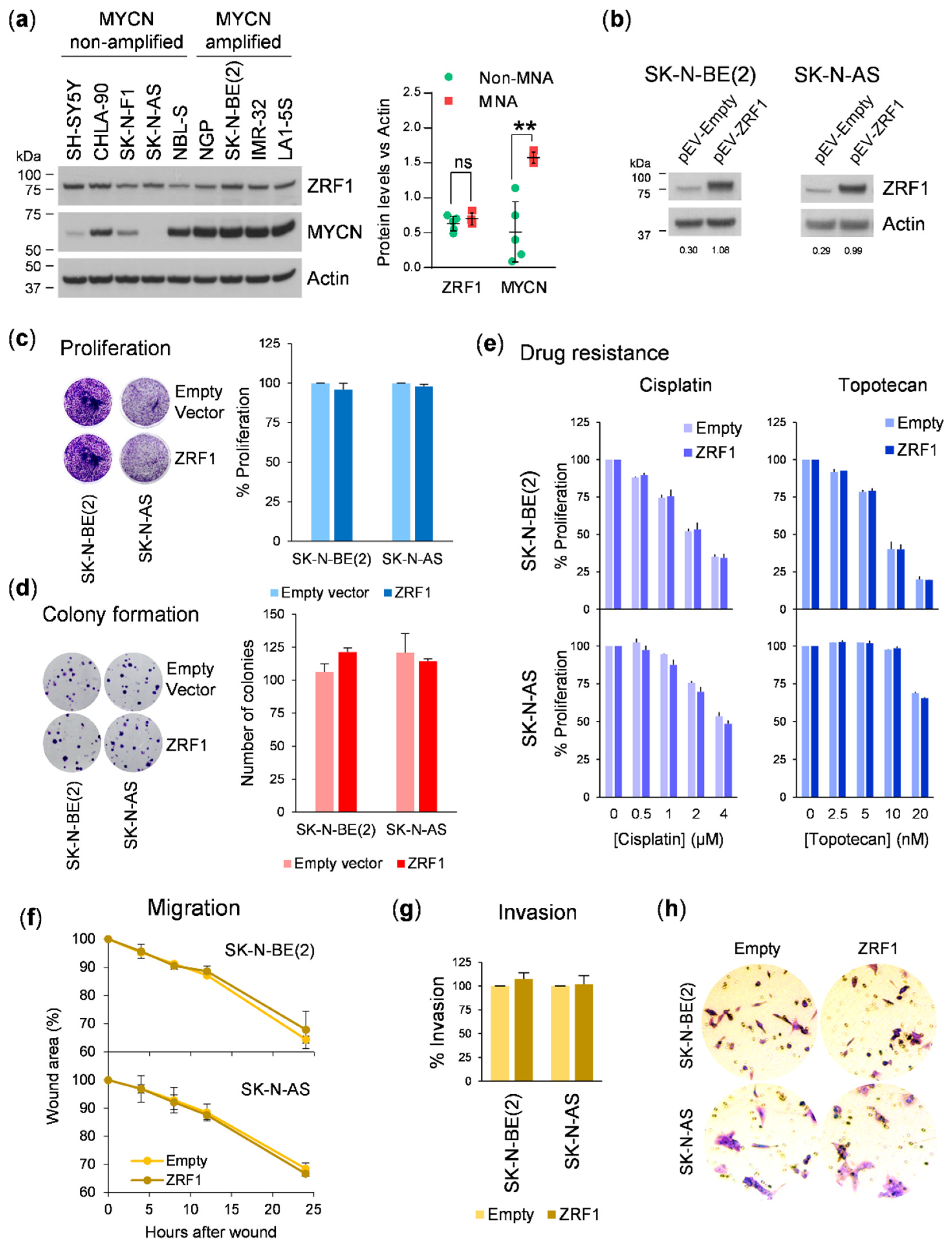 Cancers 13 04845 g003 Cancers 13 04845 g003