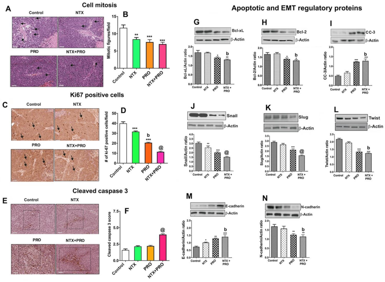 Cancers 13 04858 g007 Cancers 13 04858 g007