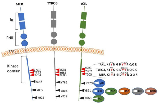 AXL Receptor in Cancer Metastasis and Drug Resistance: When Normal ...