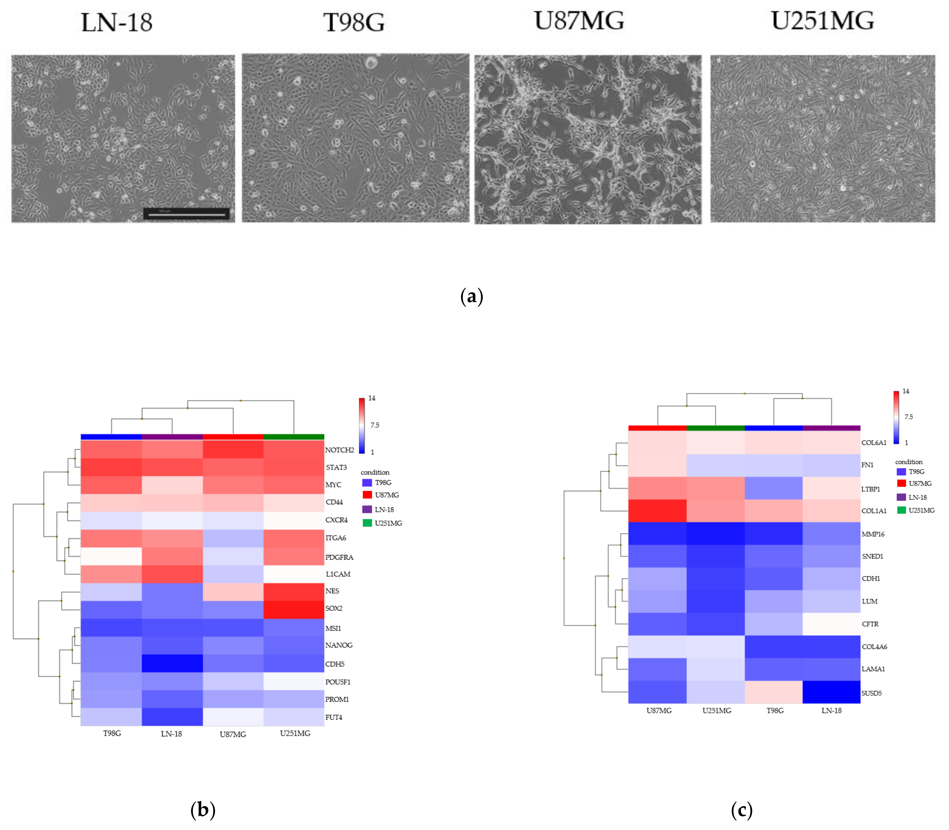 Cancers 13 04896 g002a 550