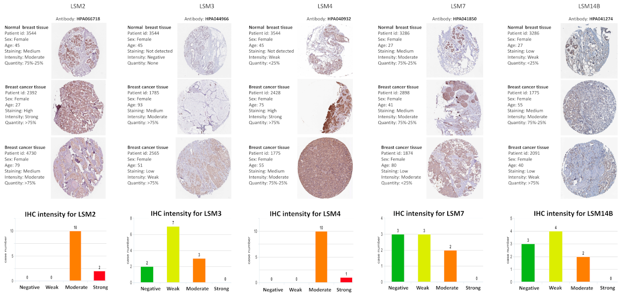 Cancers 13 04902 g004 Cancers 13 04902 g004