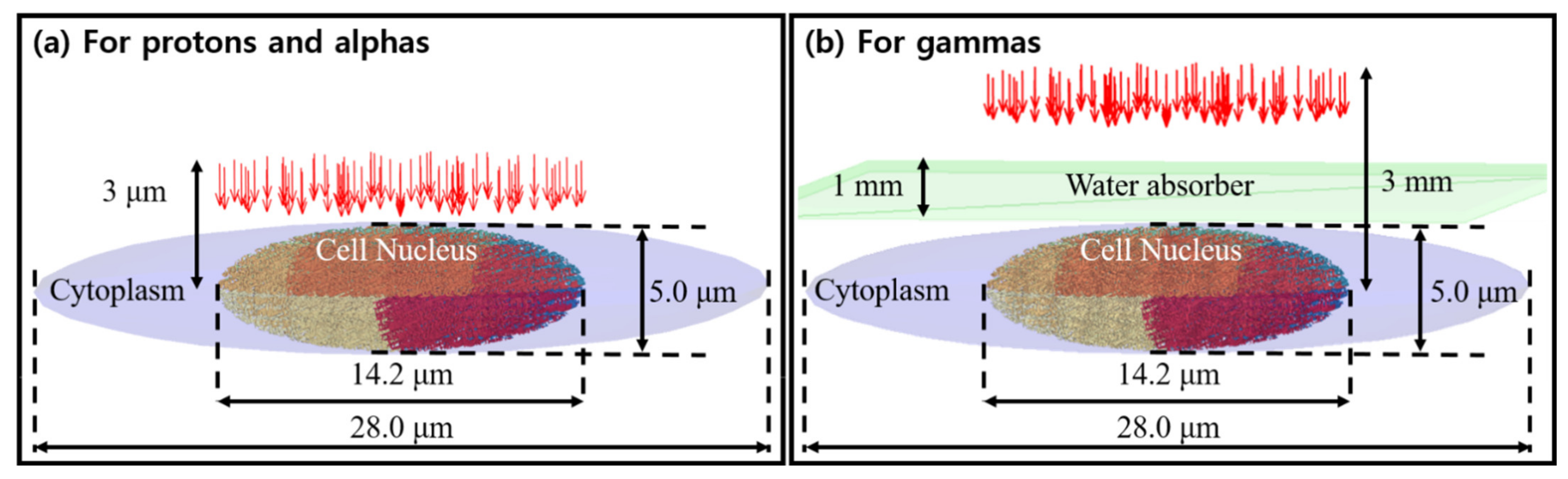 Cancers 13 04940 g002 Cancers 13 04940 g002