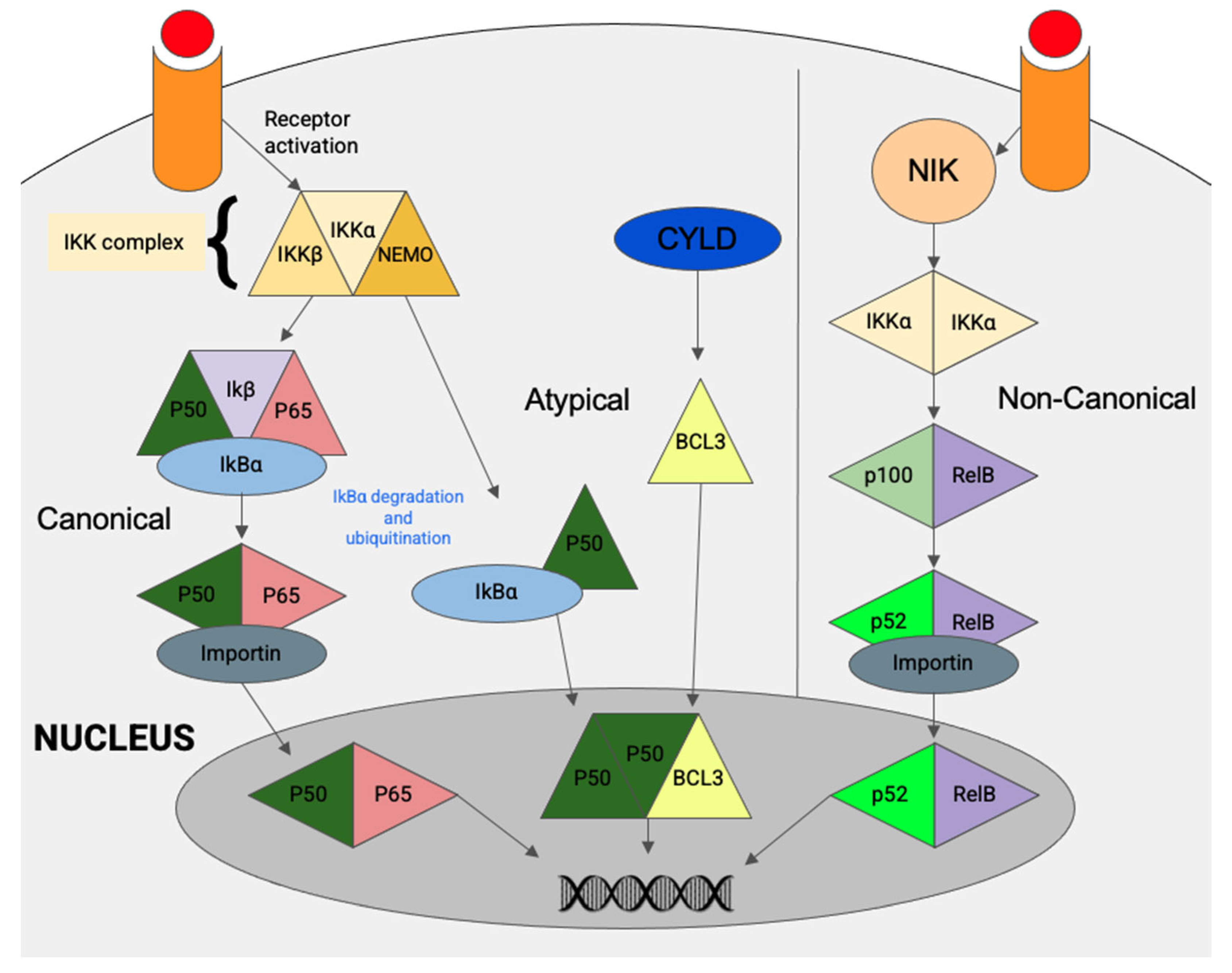 Cancers 13 04944 g003 Cancers 13 04944 g003