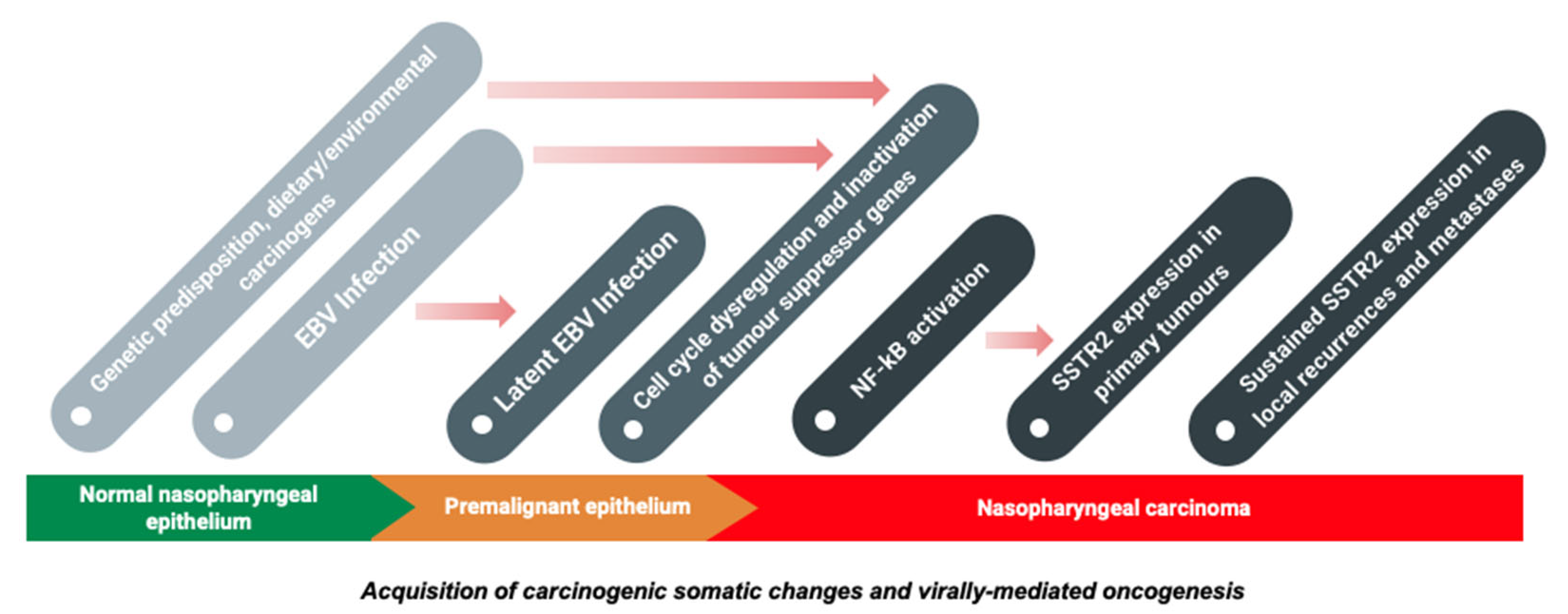 Cancers 13 04944 g004 Cancers 13 04944 g004