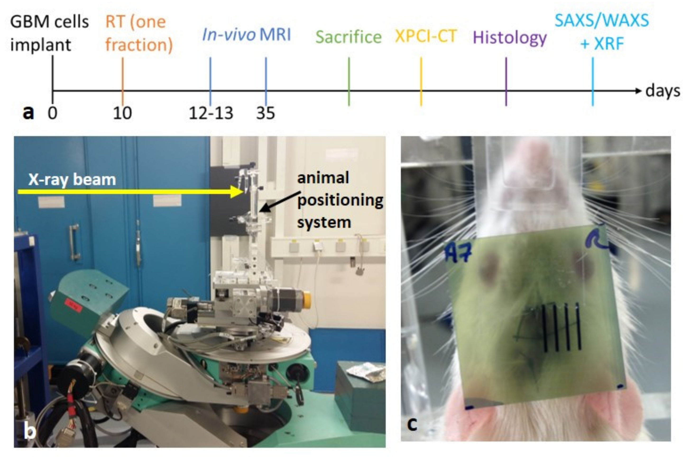 Cancers 13 04953 g001 Cancers 13 04953 g001