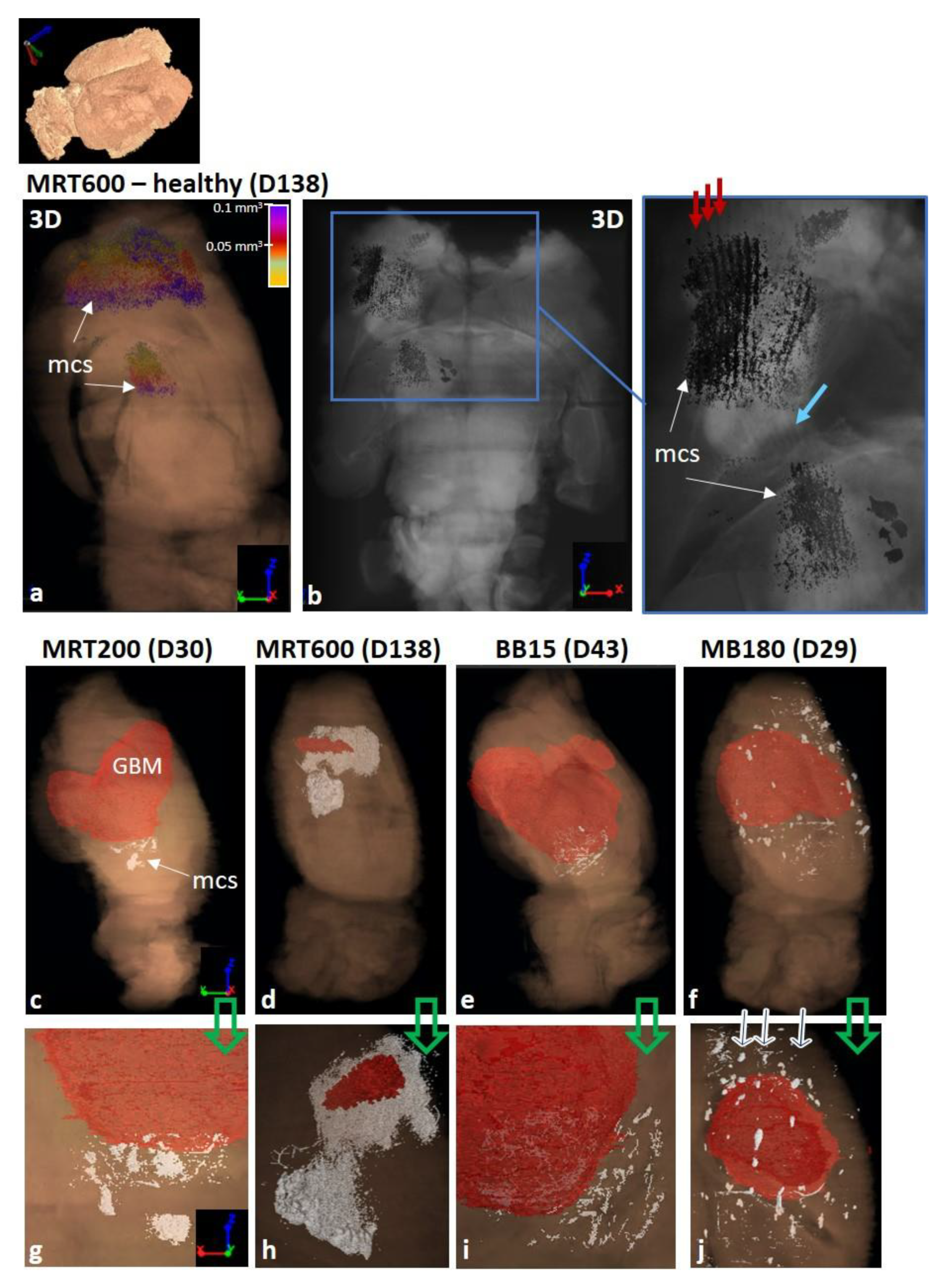 Cancers 13 04953 g008 Cancers 13 04953 g008