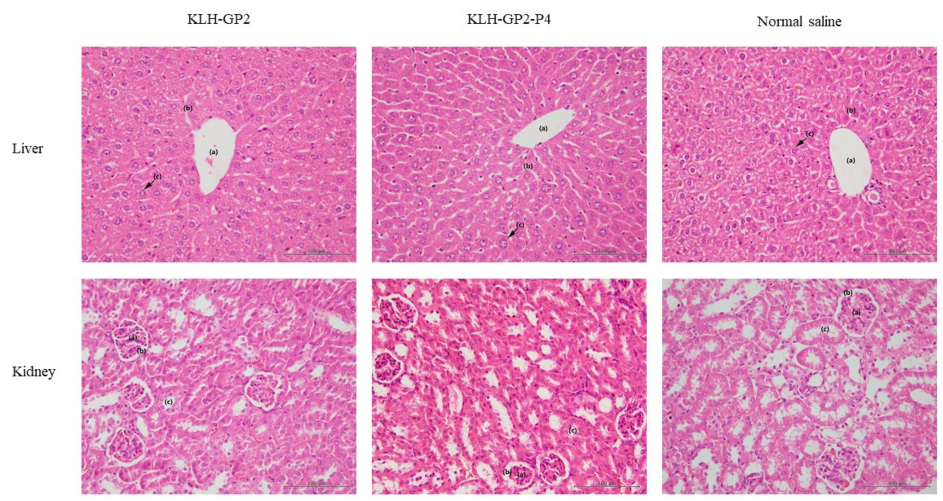 Cancers 13 04958 g005 550