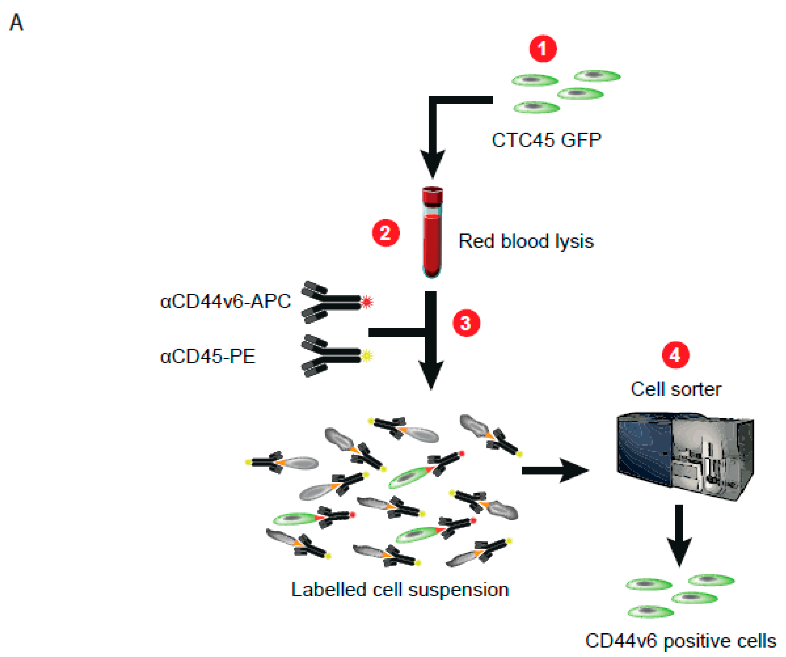Cancers 13 04966 g003a